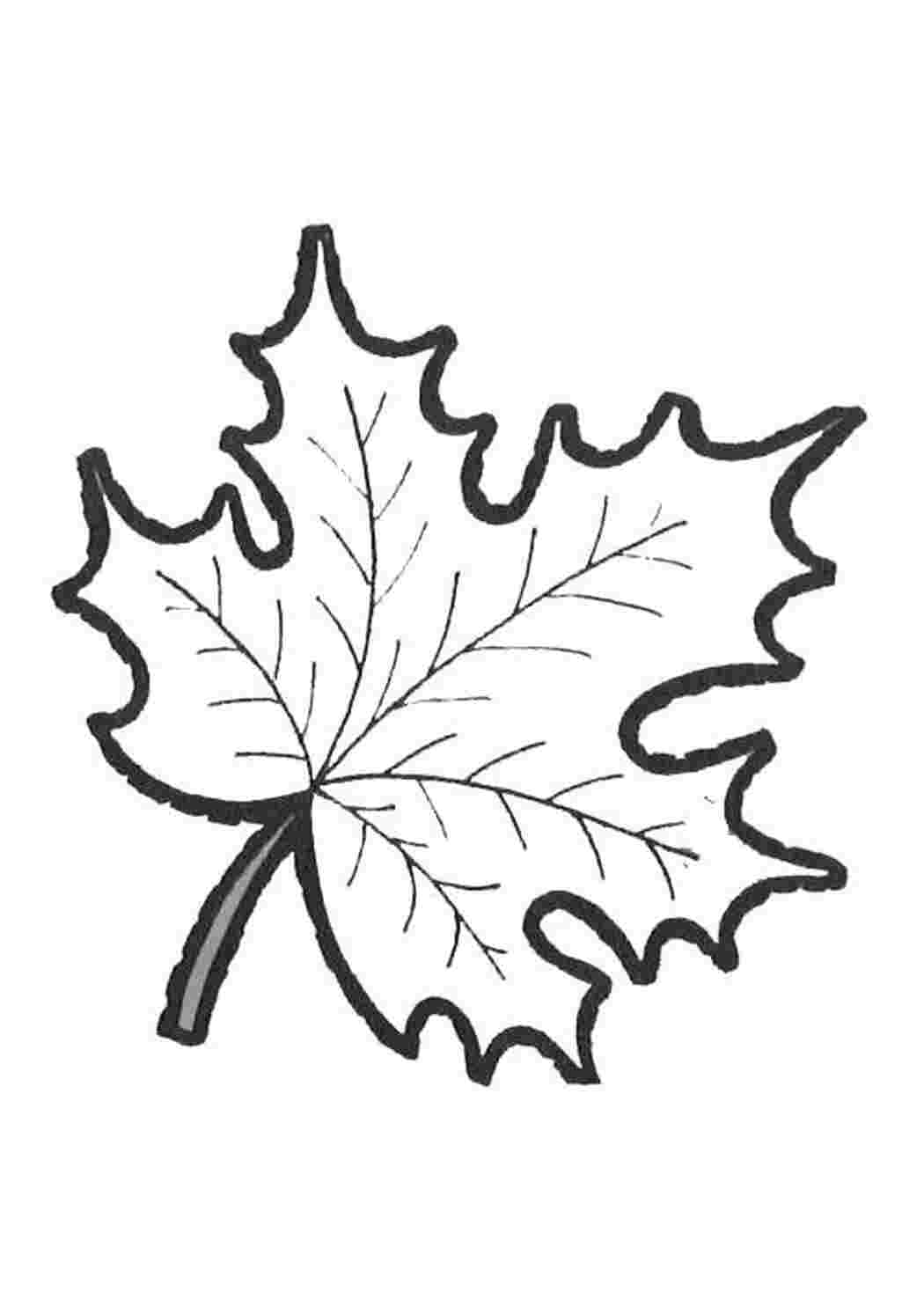 Раскраска лист