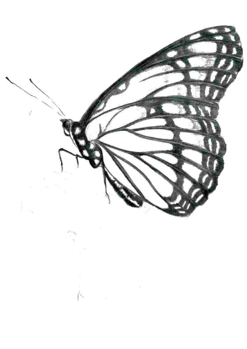 Раскраска Бабочка