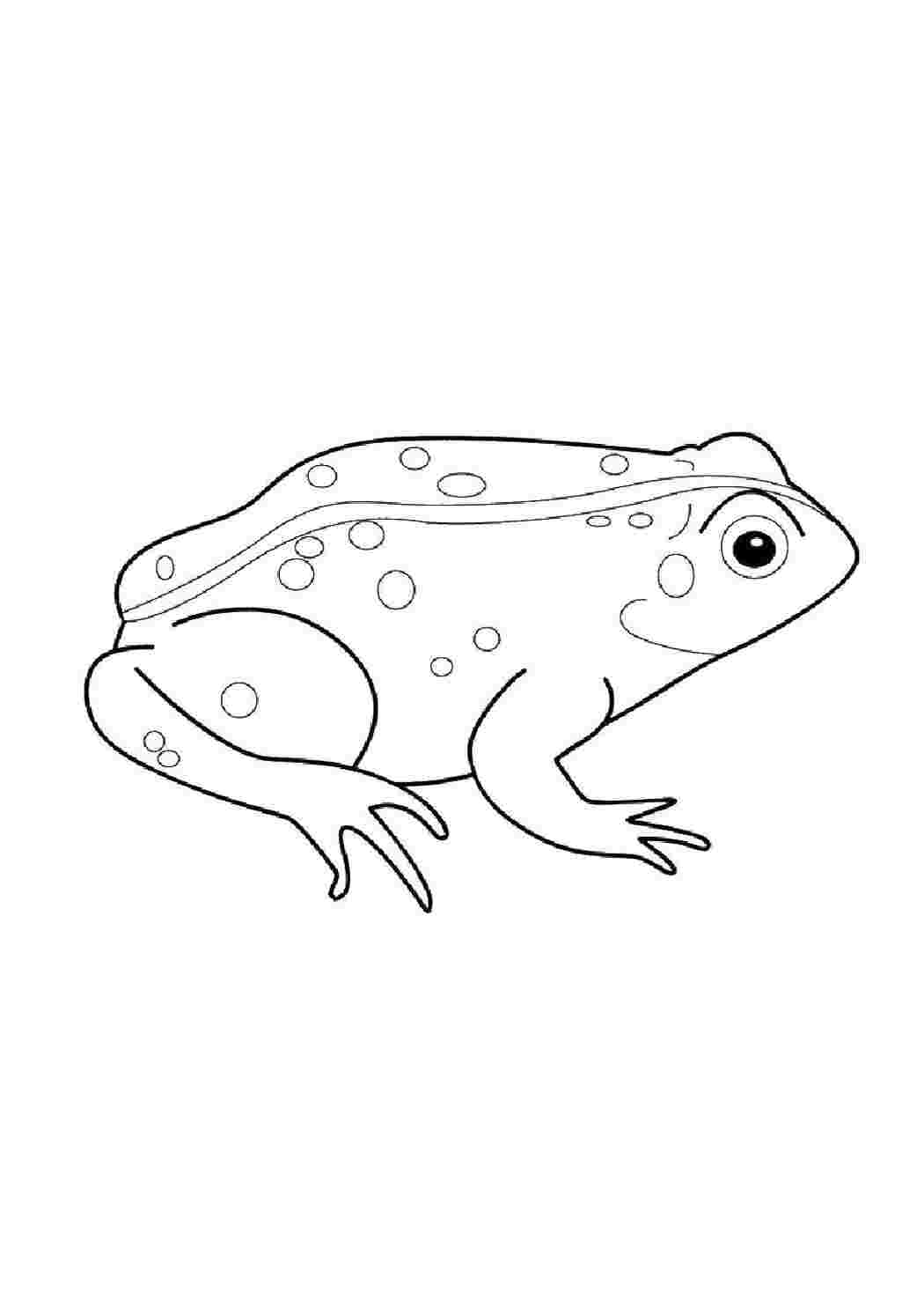 Раскраска Лягушка