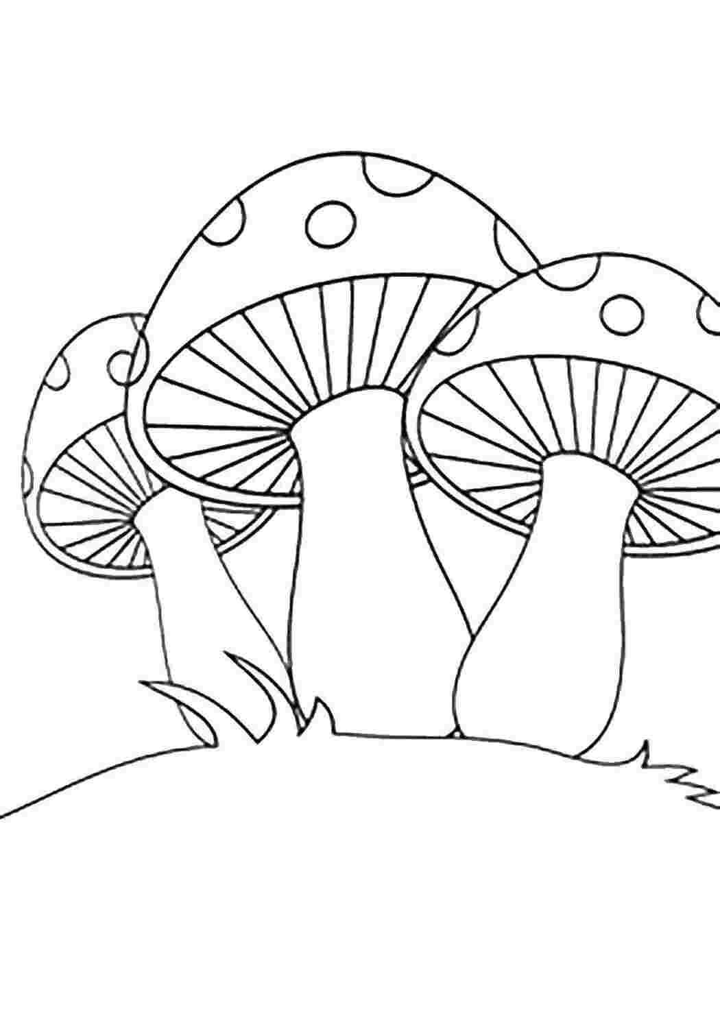 Раскраска Грибы