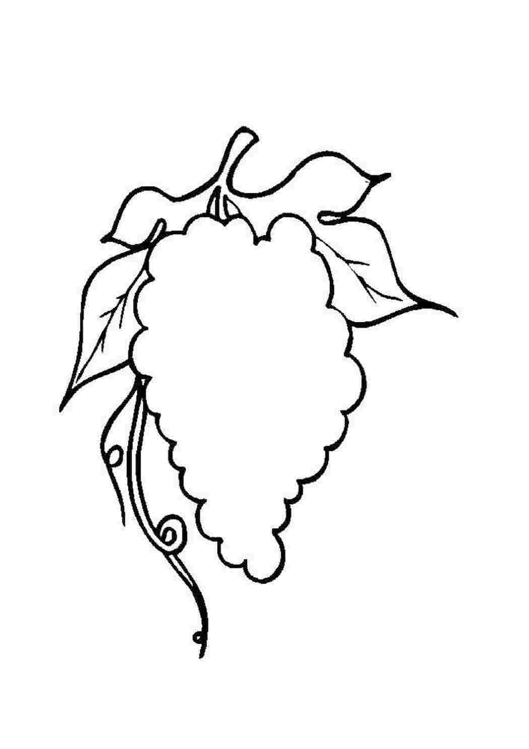 Раскраска Виноград