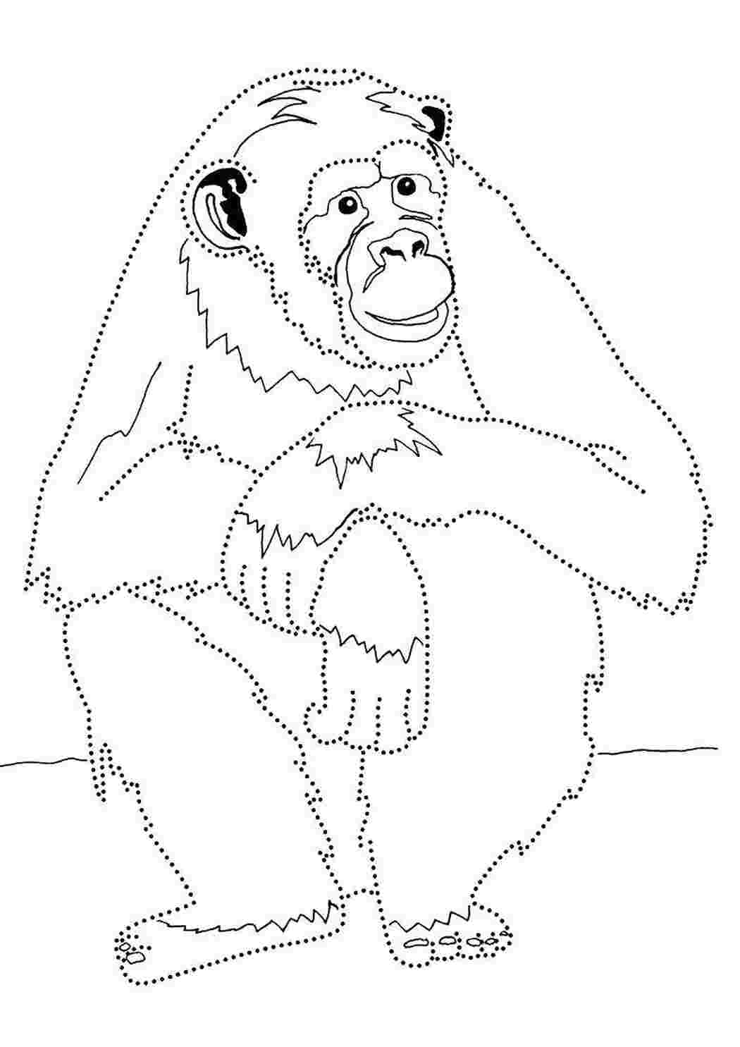 Раскраска Обезьяна