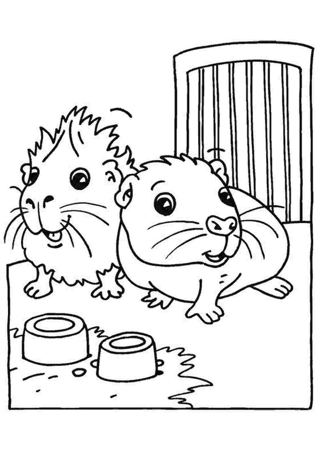 Раскраска Милые хомячки