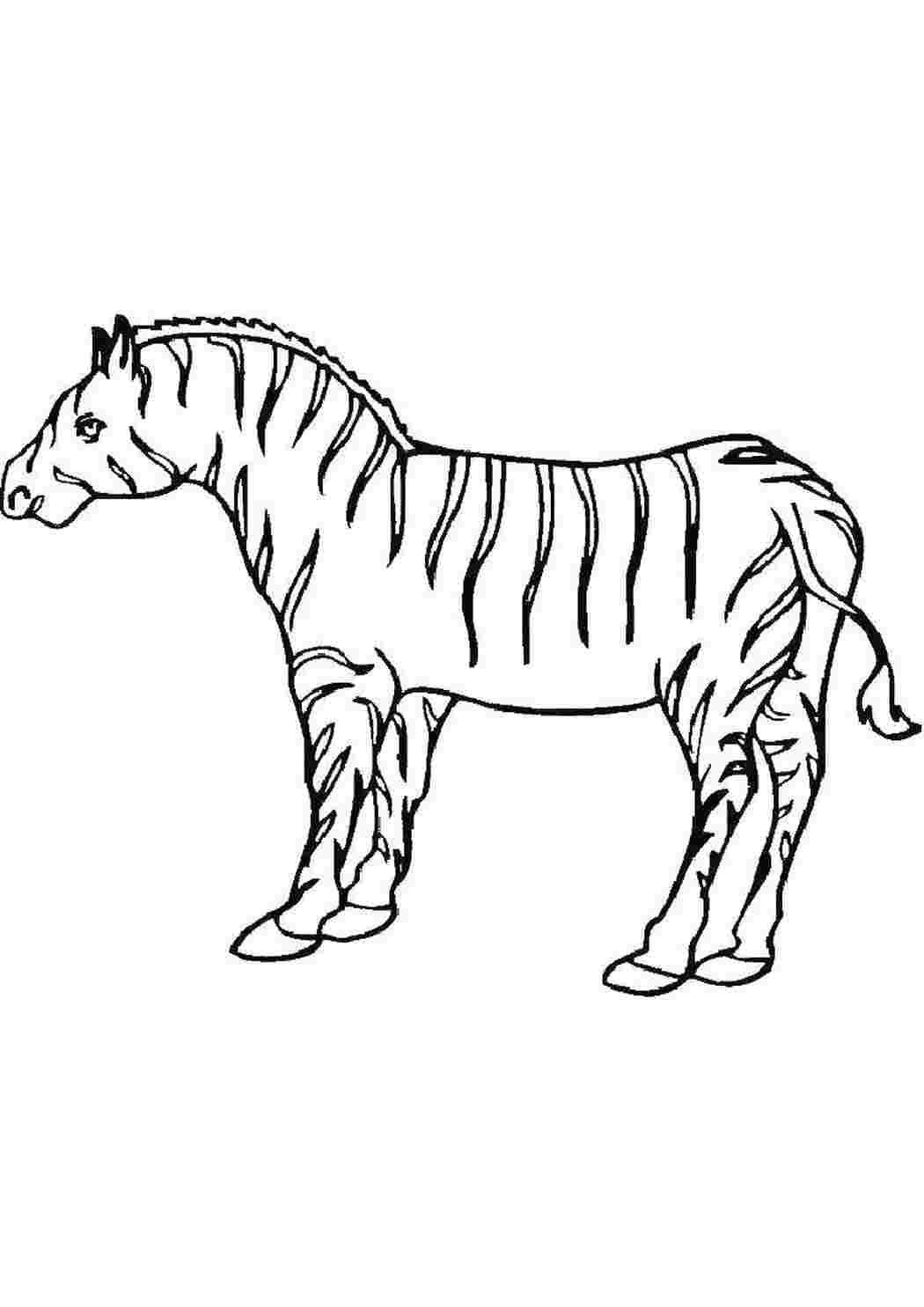 Раскраска Зебра