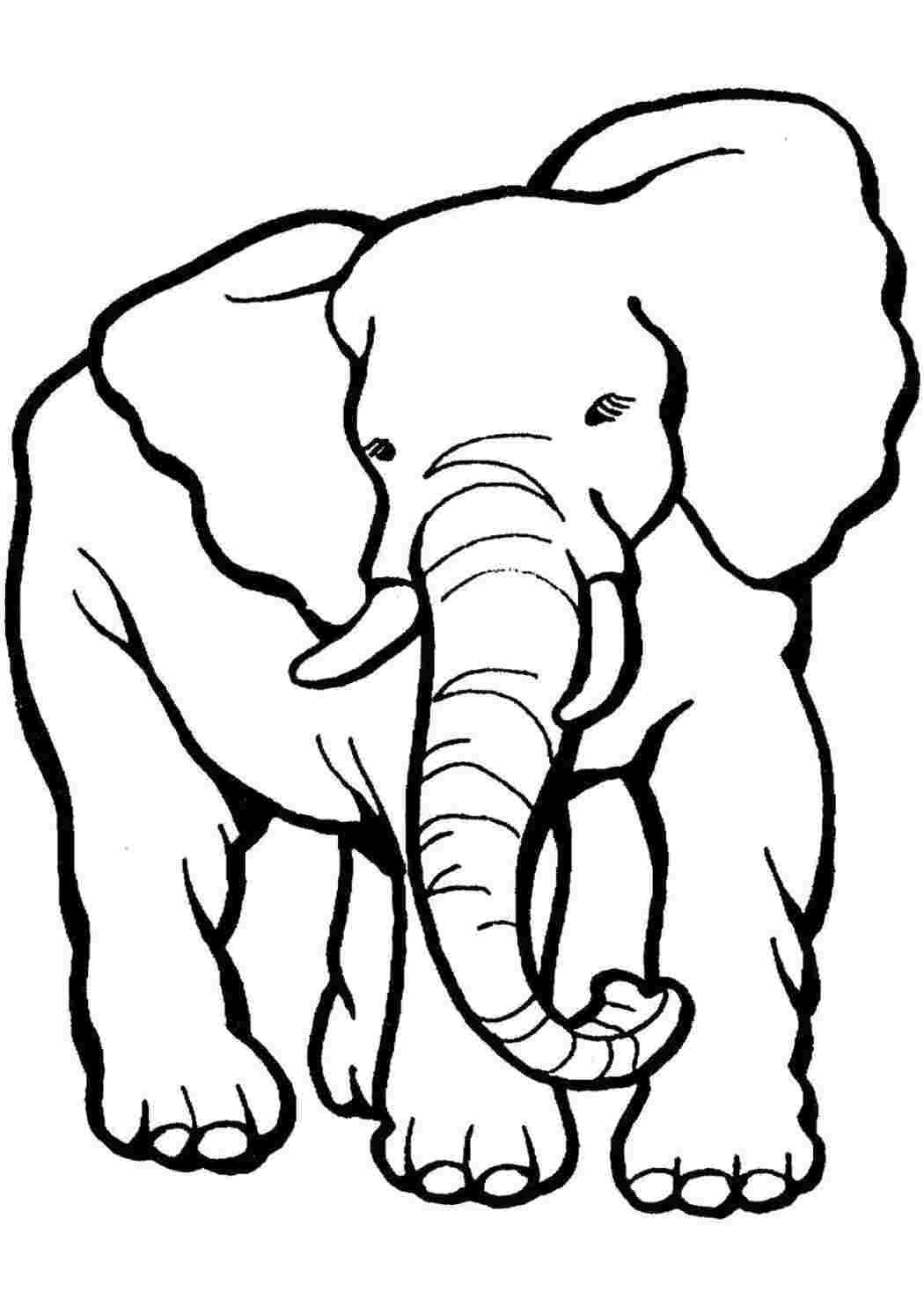 Раскраска Африканский слон