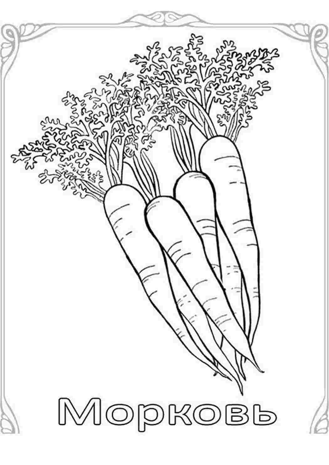 Раскраска морковки пучок
