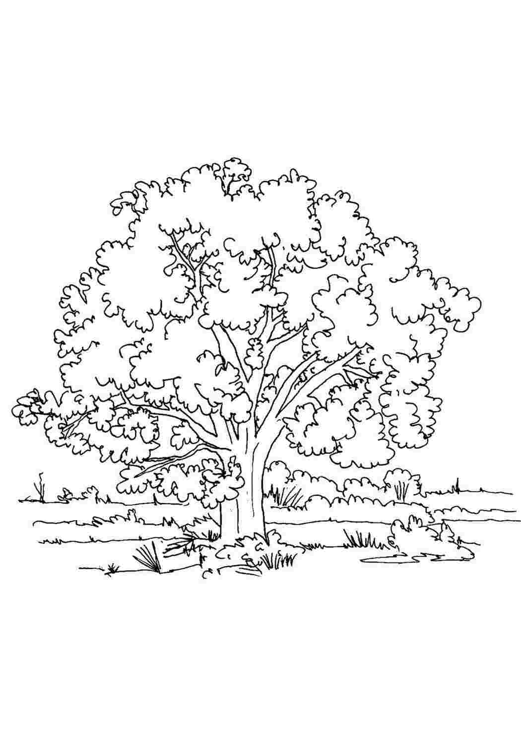 Раскраска Скачать или распечатать раскраску распечатать скачать