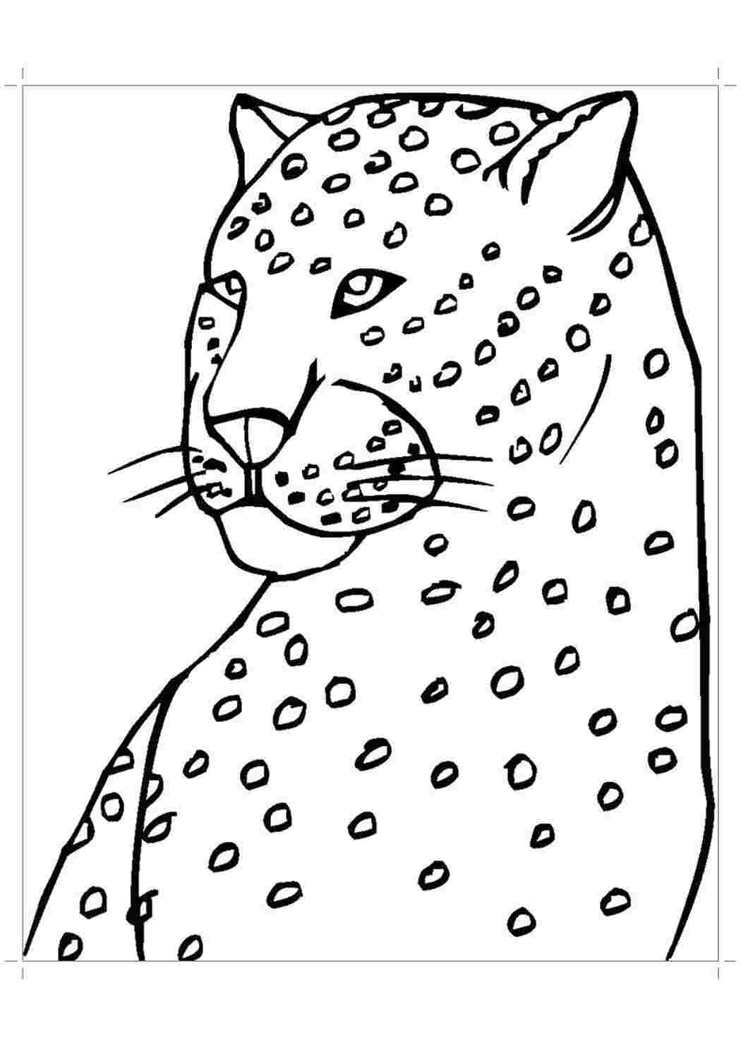 Раскраска Голова гепарда 