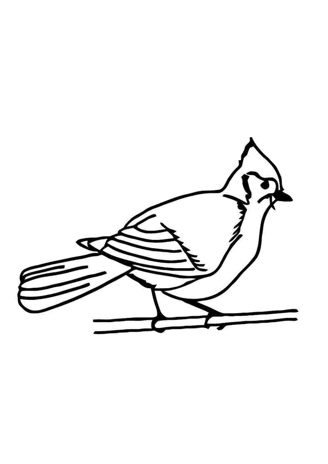 Раскраска Дятел на веточке