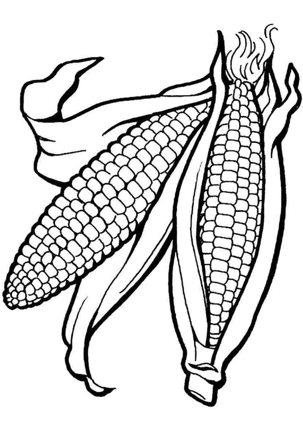 Раскраска Кукуруза