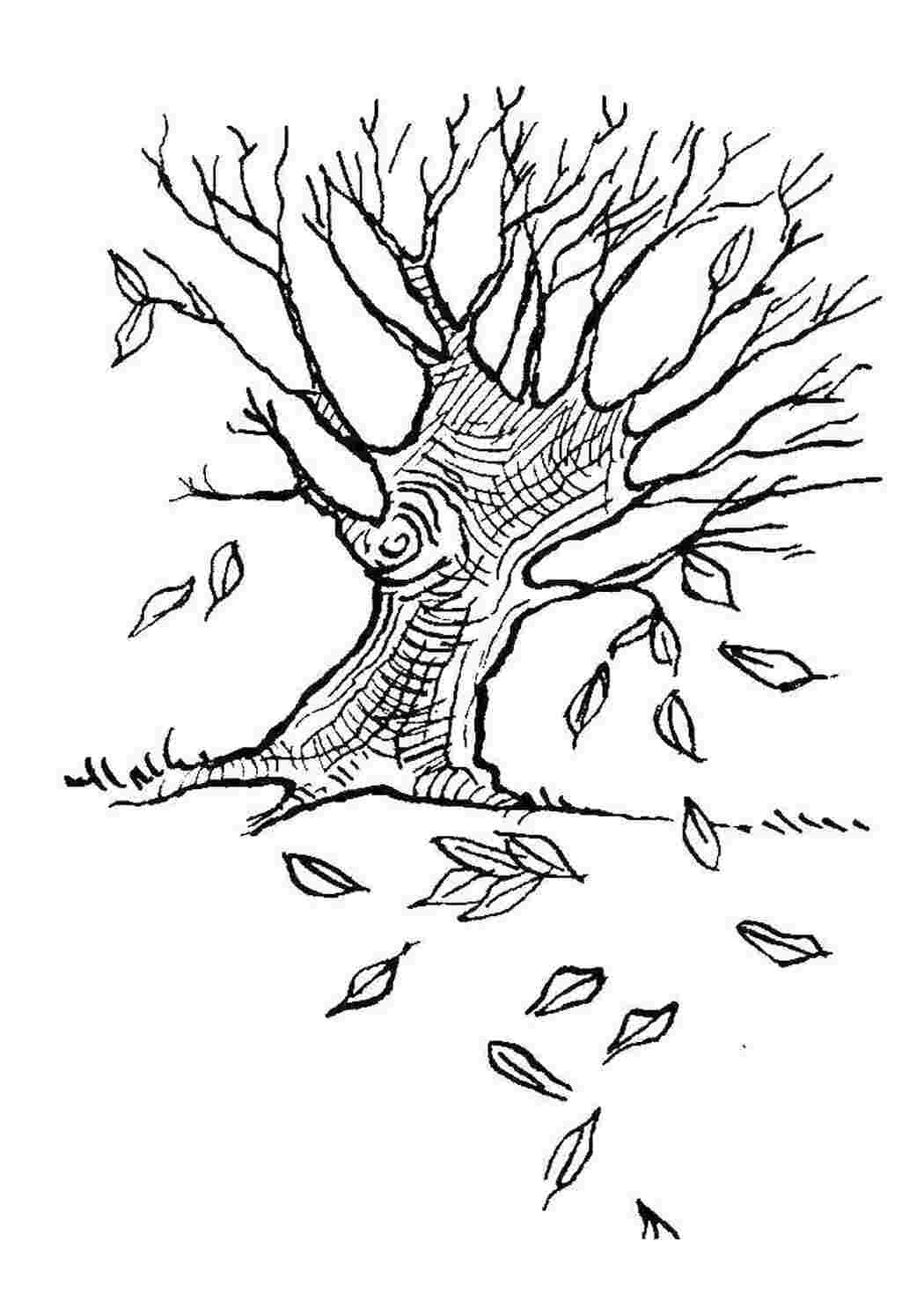 Осеннее дерево для раскрашивания