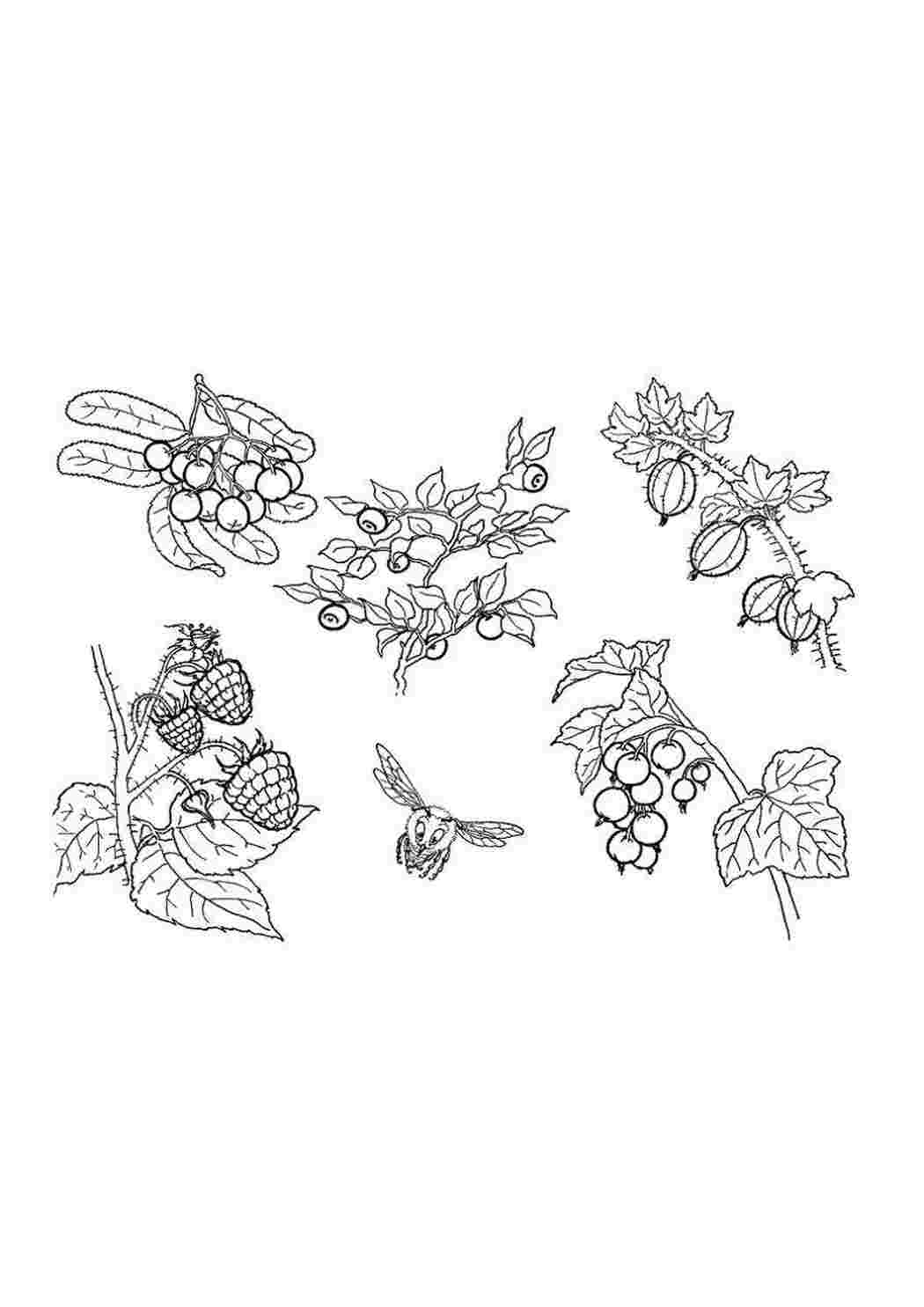 Раскраска Ягодки