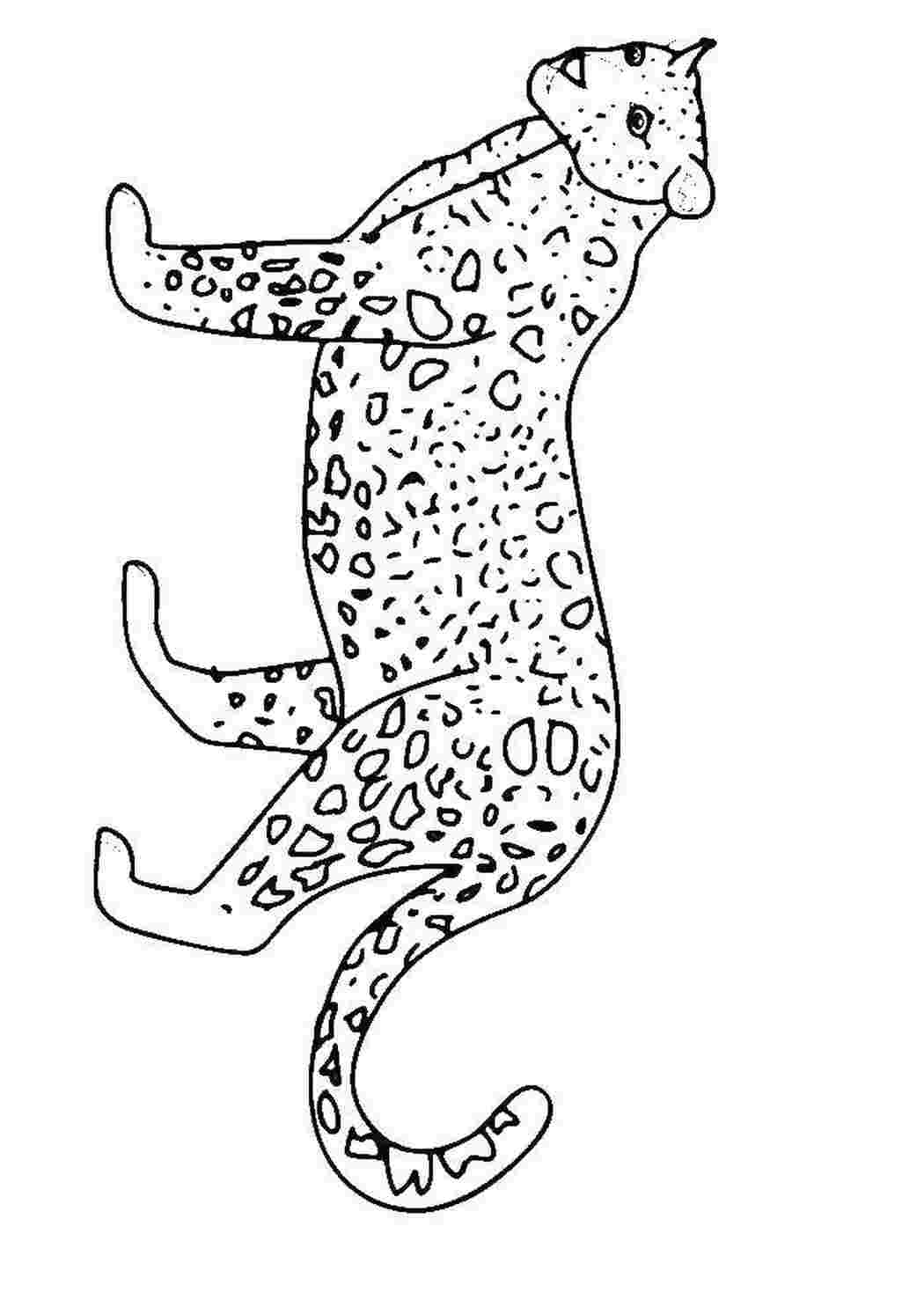 Раскраска Леопард