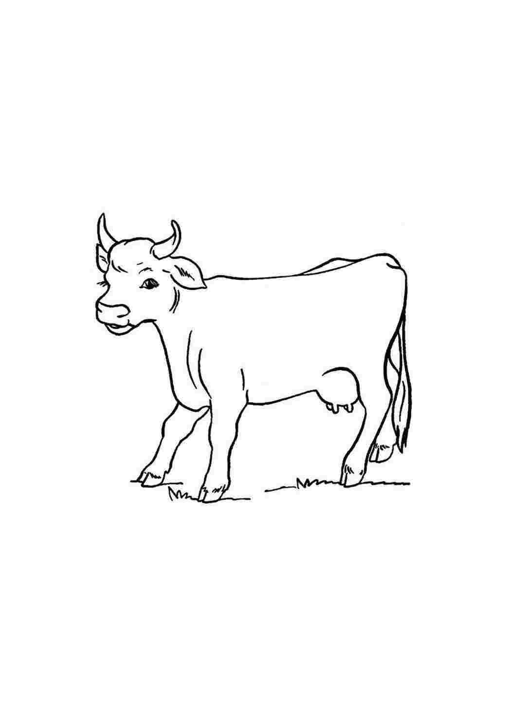 Индийская корова раскраска