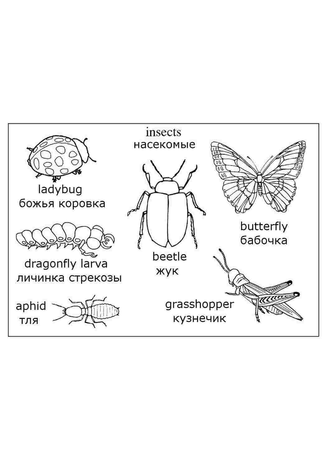 Раскраска Насекомые