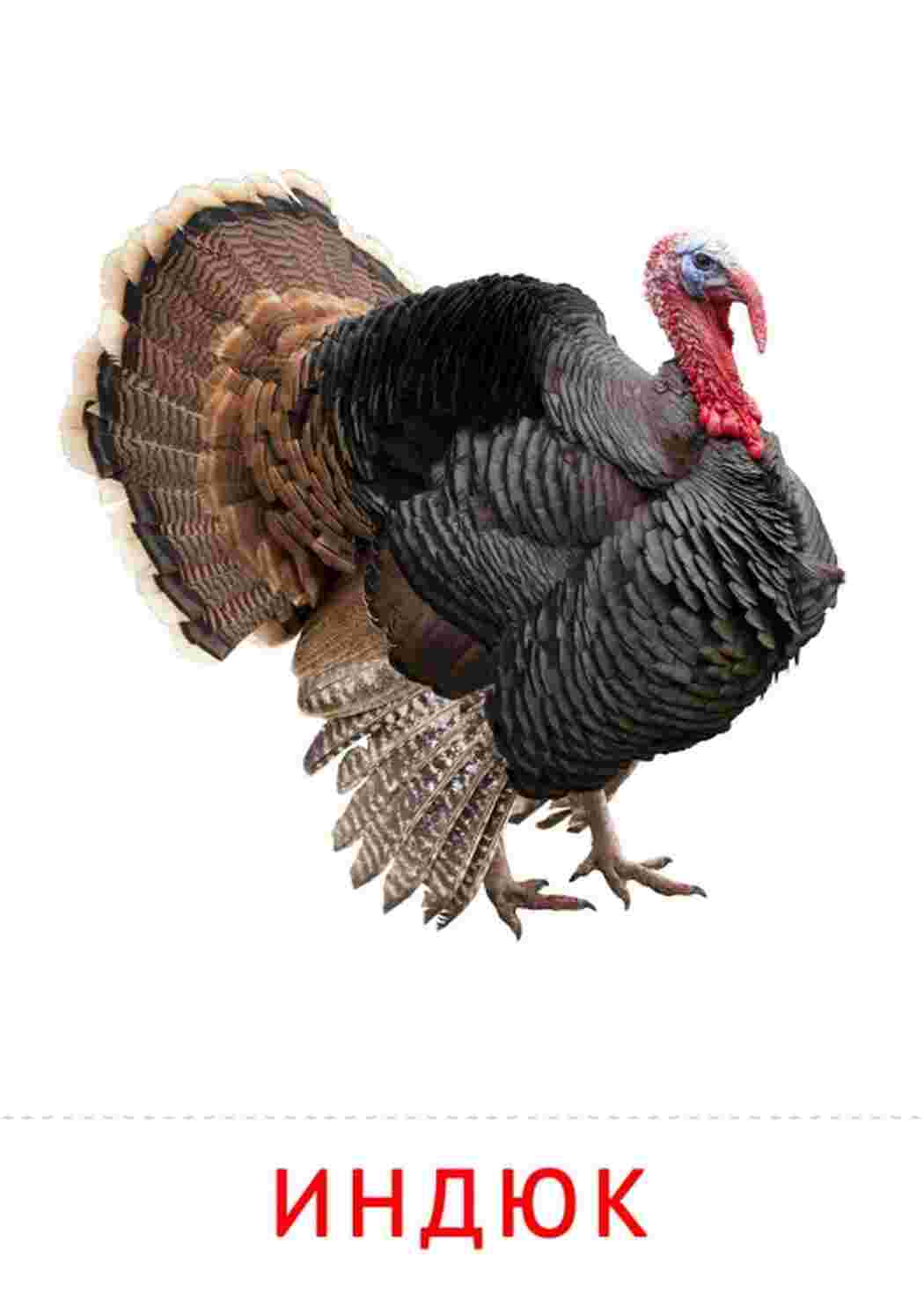 Раскраска Индюк