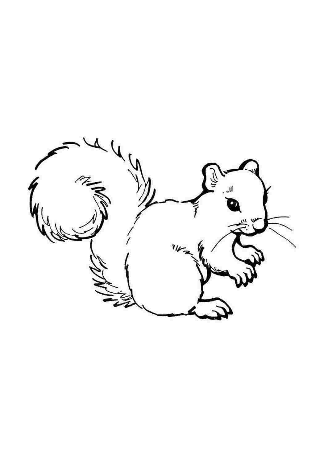 Раскраска Белка