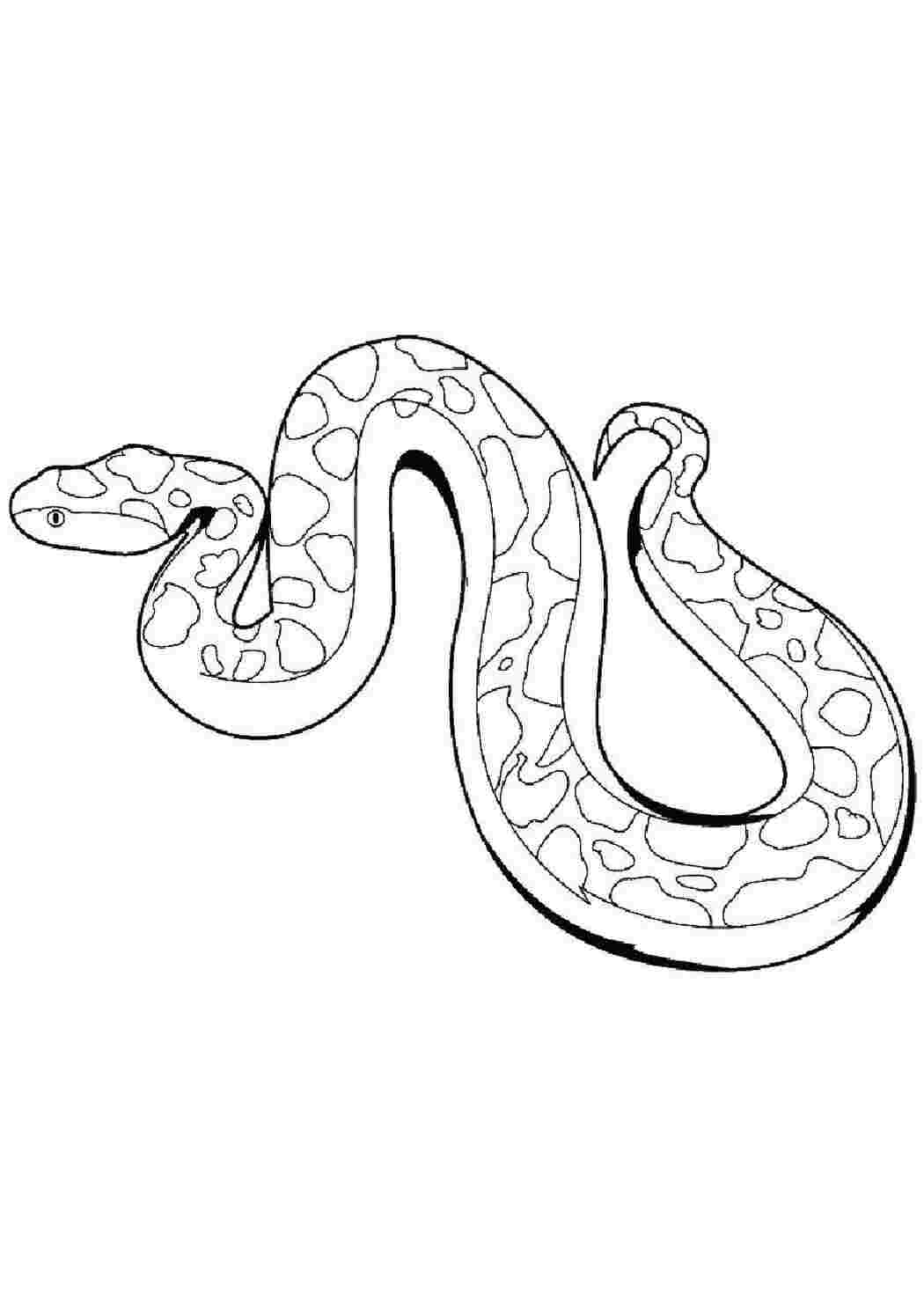 Раскраска Змея подотряд класса пресмыкающихся отряда чешуйчатые