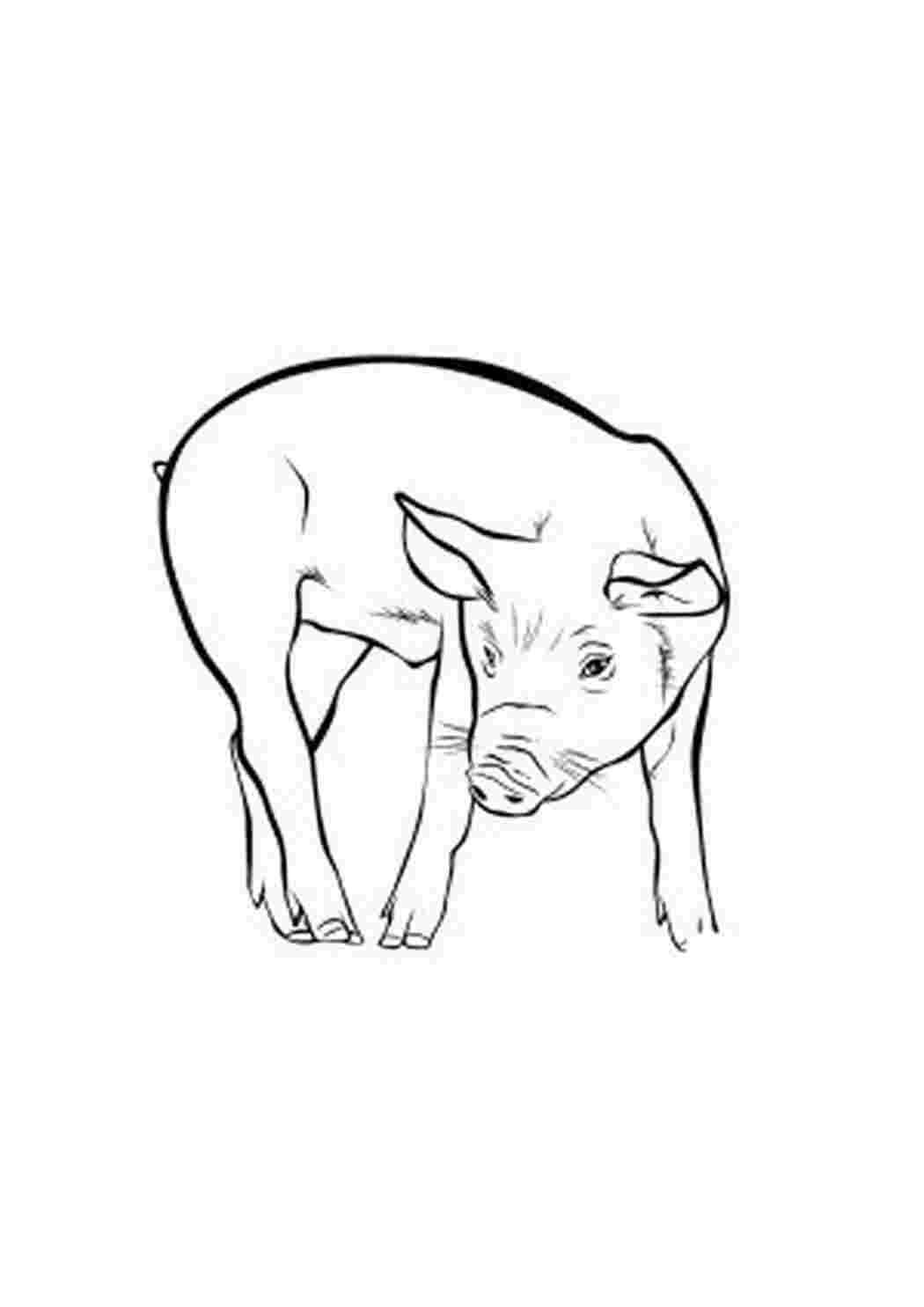 Раскраска Поросята