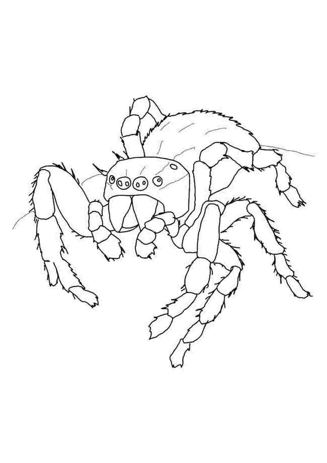 паук раскраска для детей распечатать