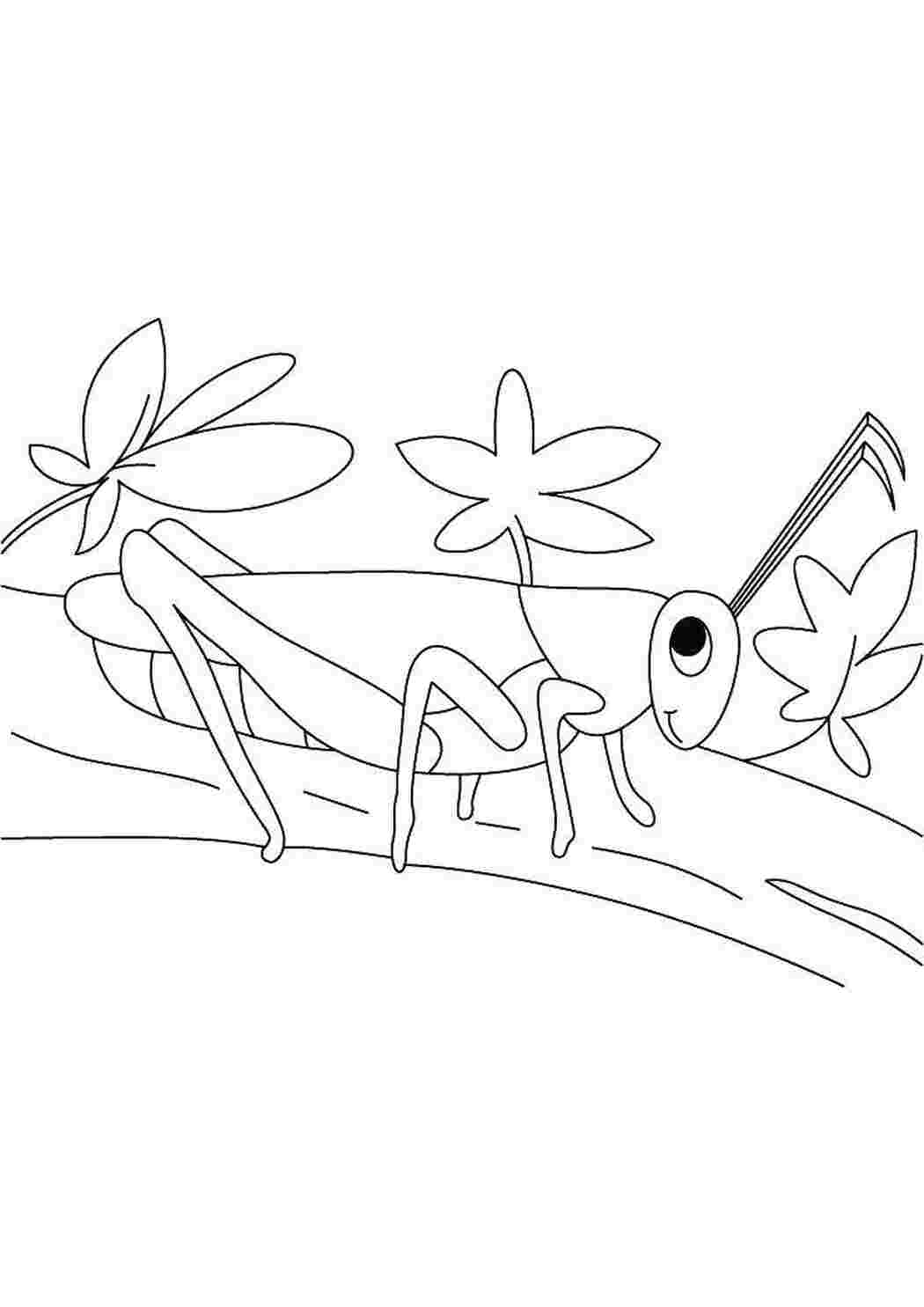 Раскраска Кузнечик