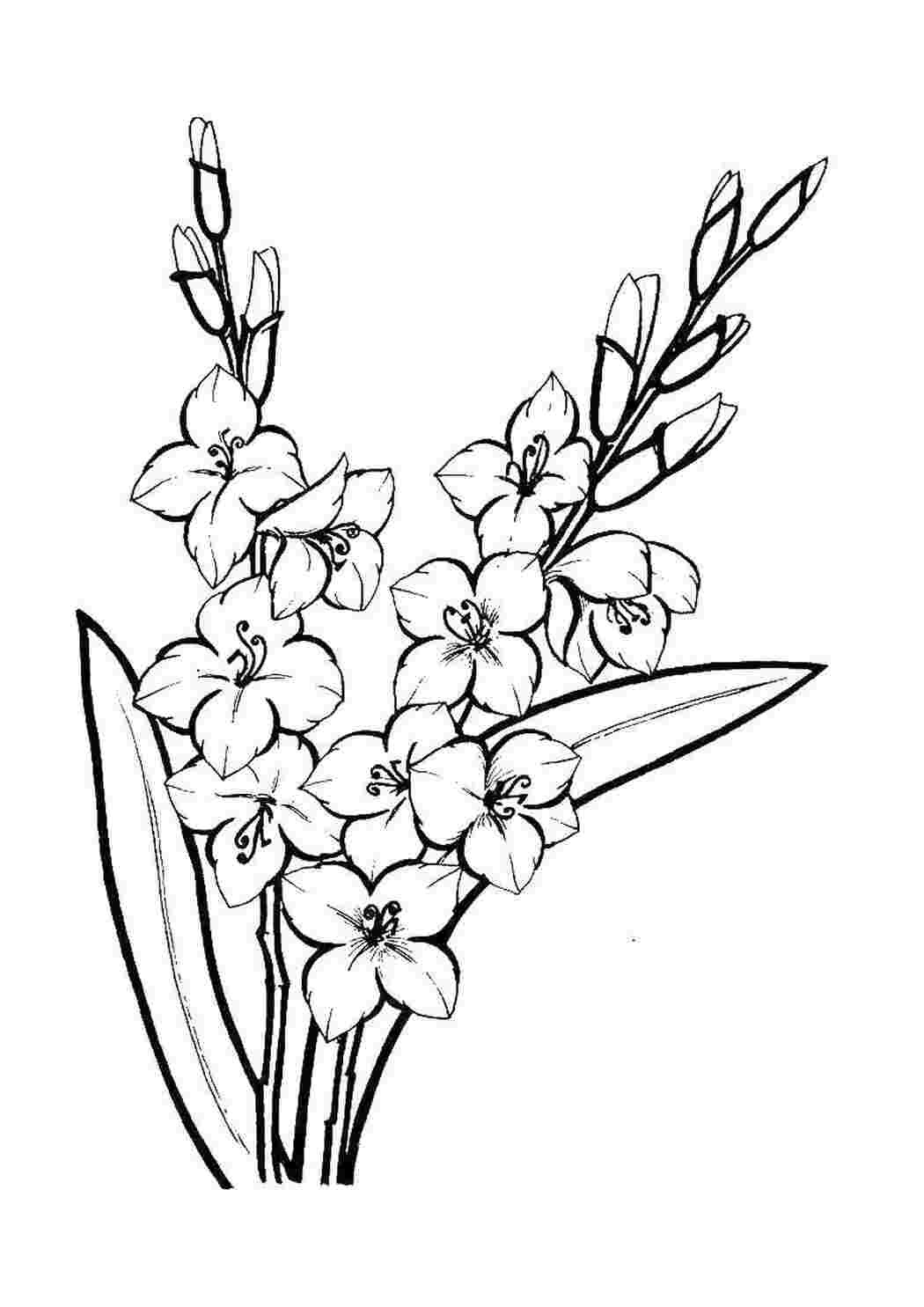 Раскраска Цветы