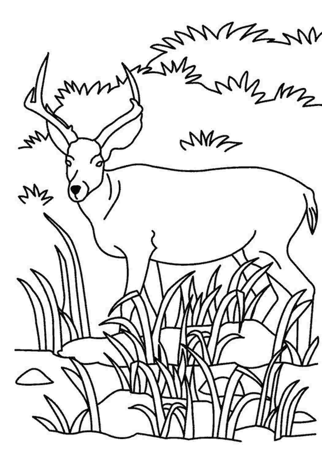 Раскраска Антилопа