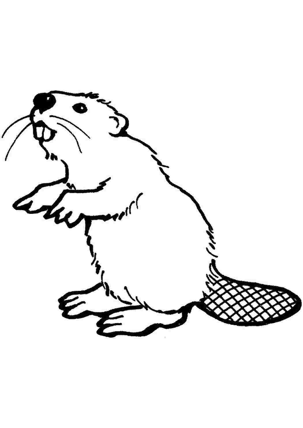 Раскраска Бобёр