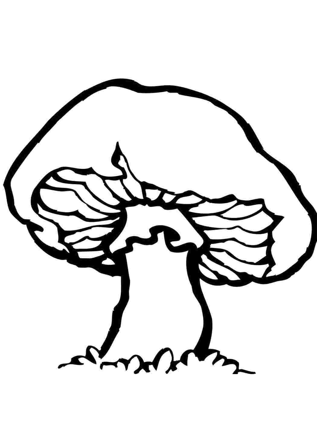 Раскраска гриб