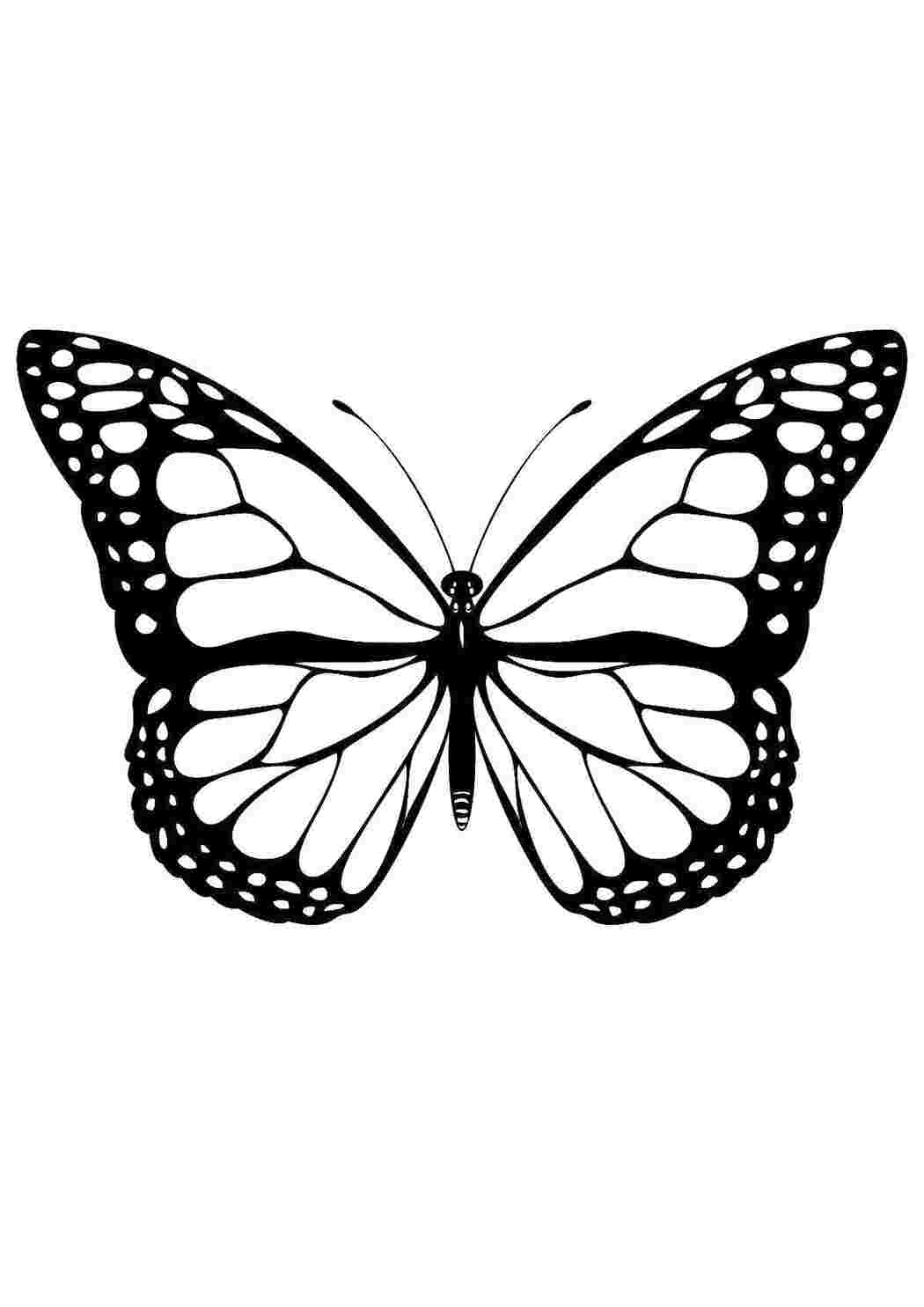 Раскраска Волшебная бабочка