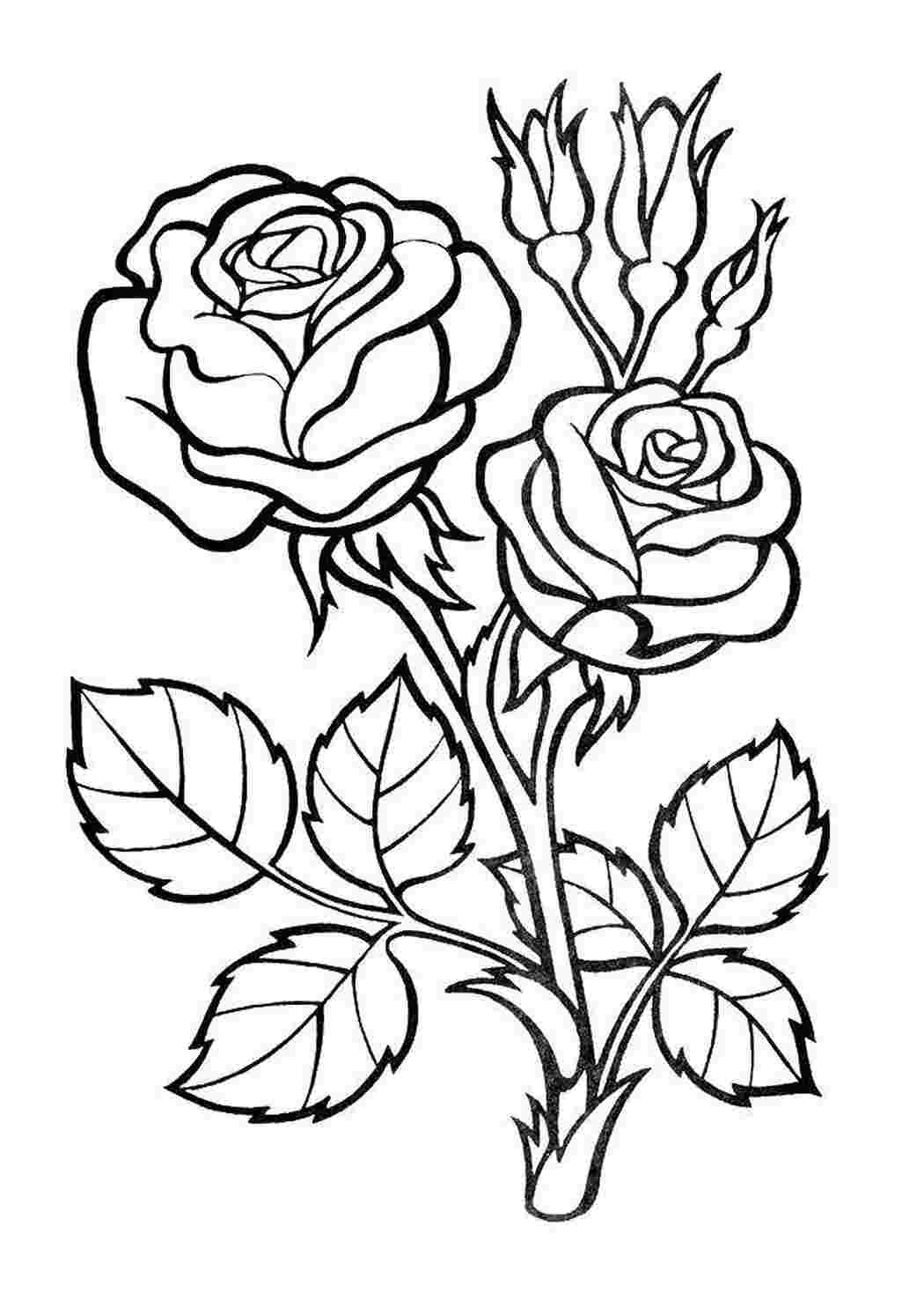 Кустовая роза раскраска