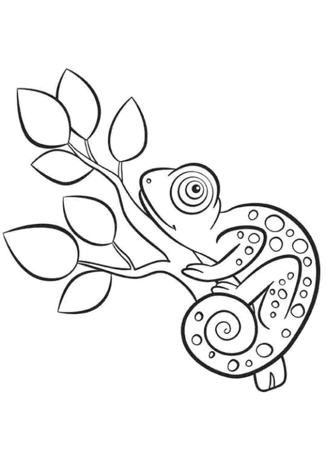 Раскраска Хамелеон