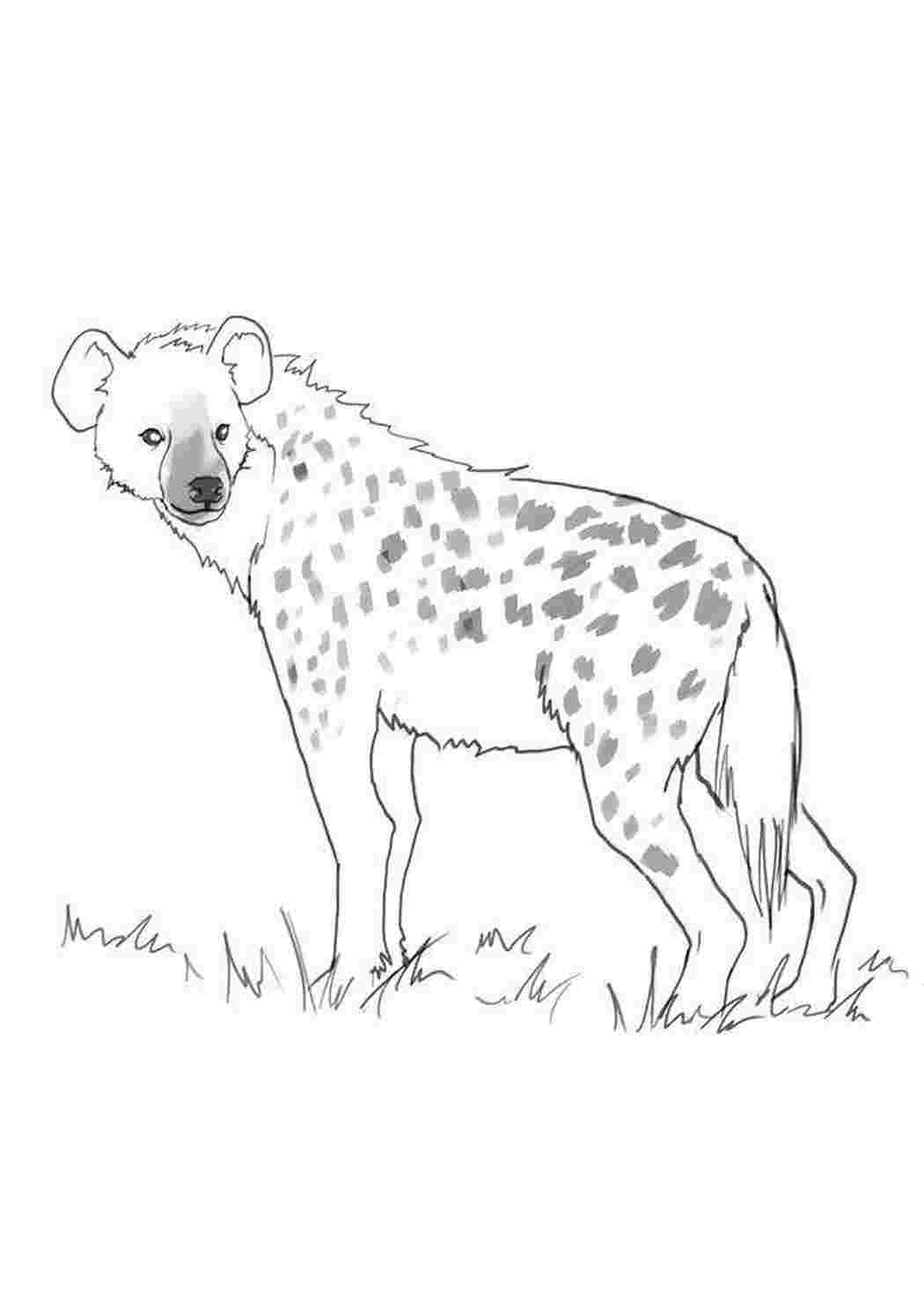 Детский рисунок гиена