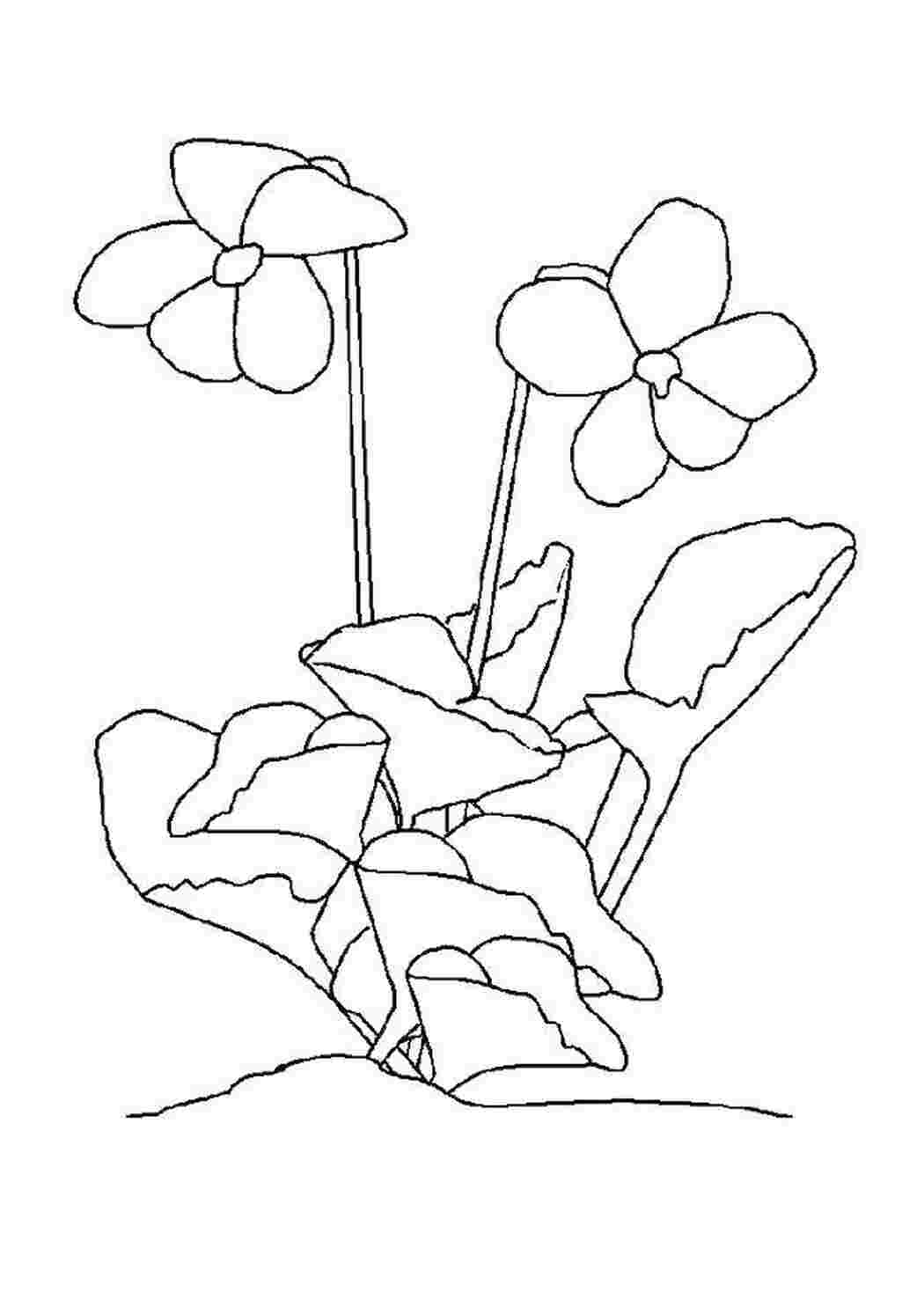 Раскраска Цветы