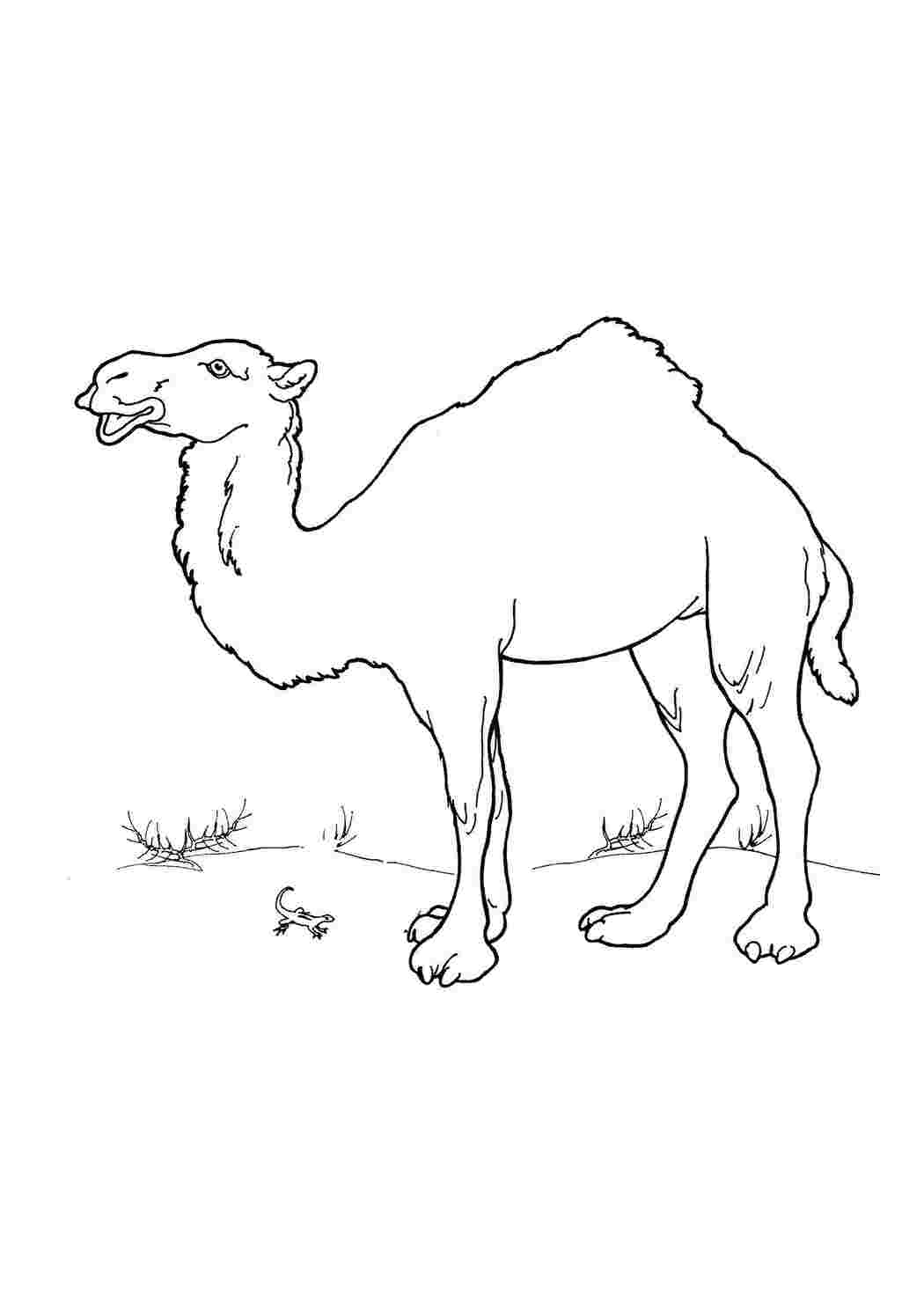 Верблюд сбоку рисунок