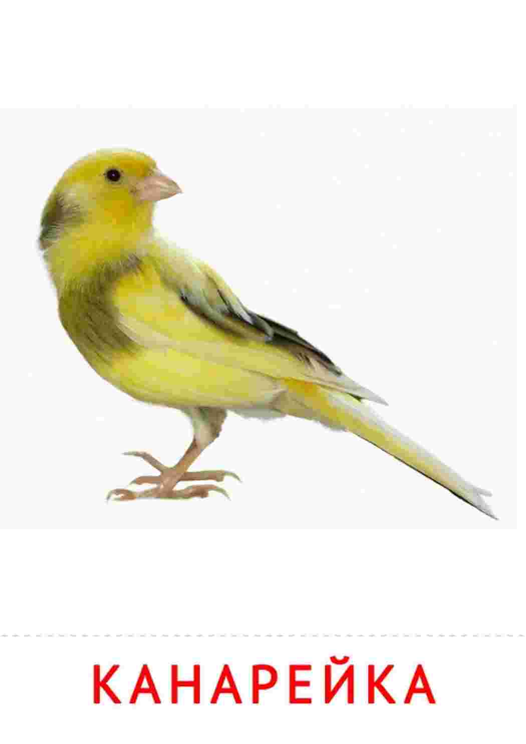 Раскраска Канарейка