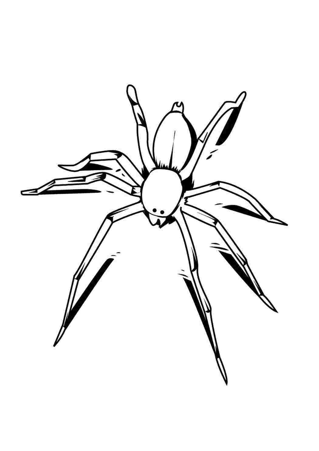 Раскраска Красивый паук