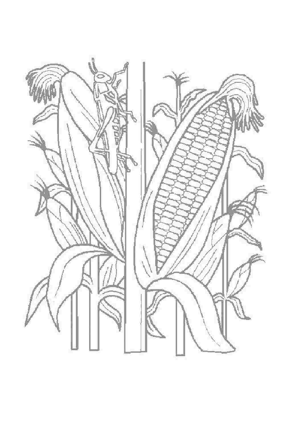 Раскраска Кукуруза
