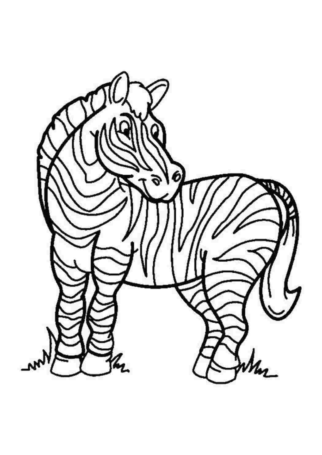 Раскраска Зебра