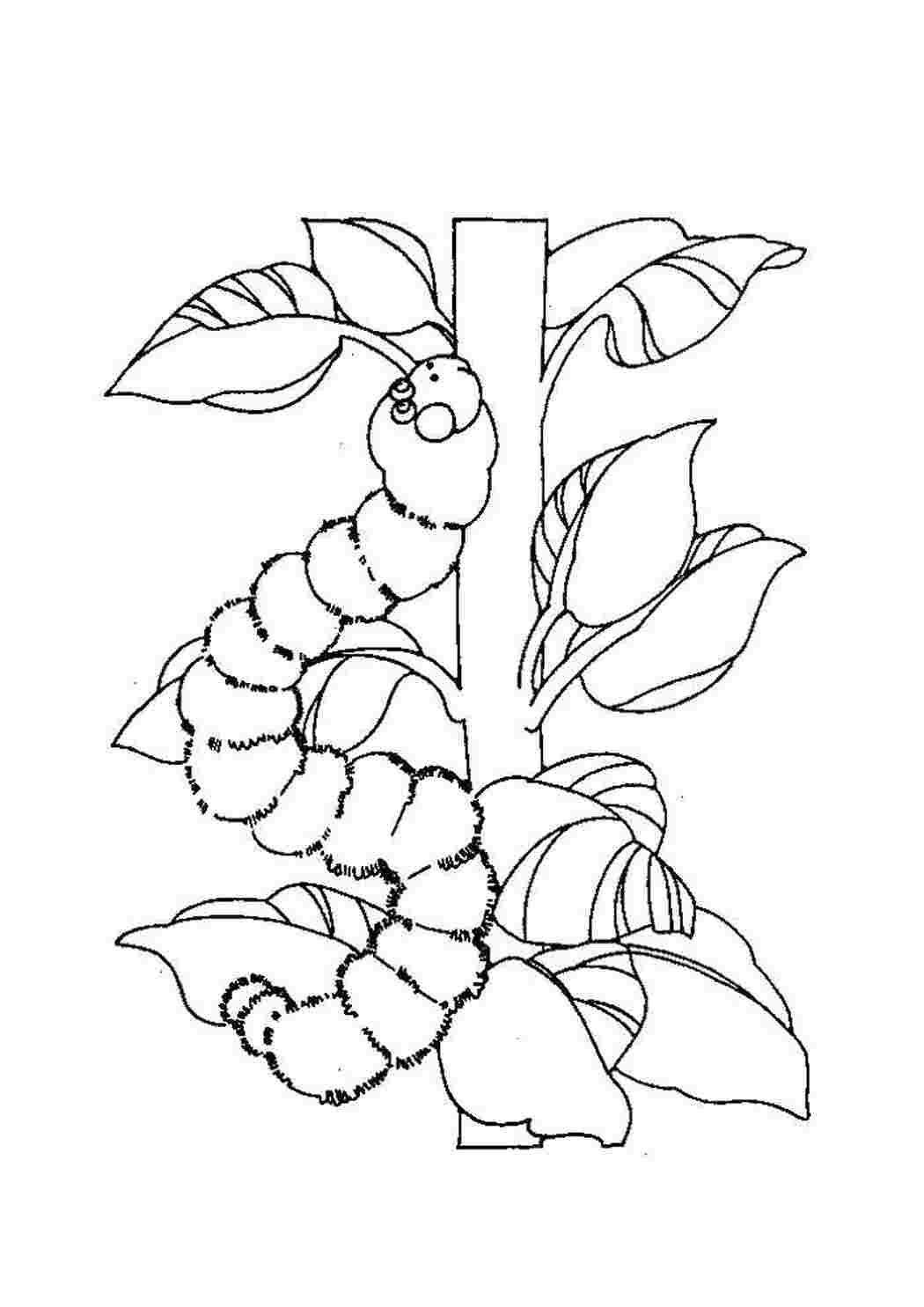 Раскраска Гусеница