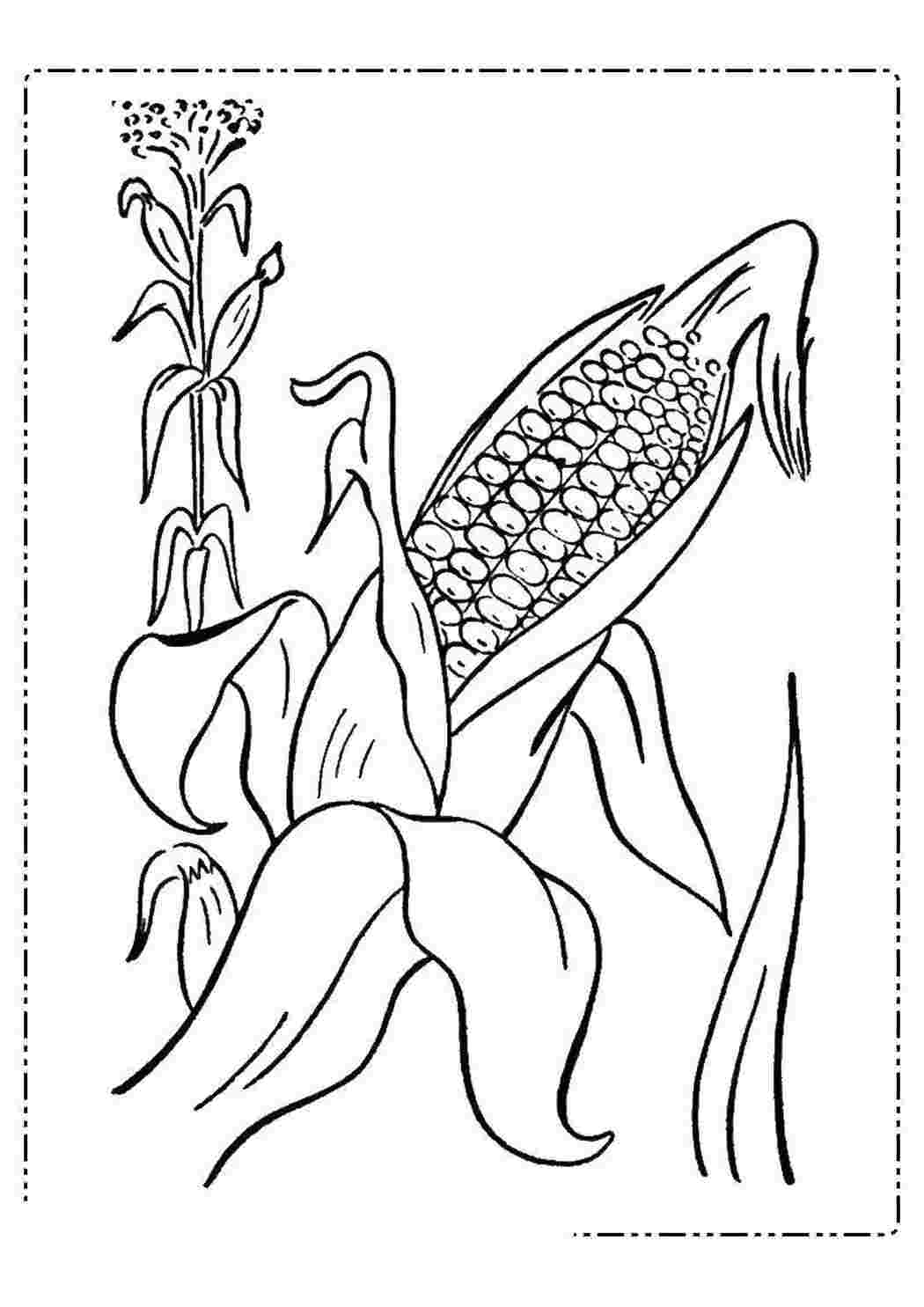 Раскраска Кукурузу выращивают