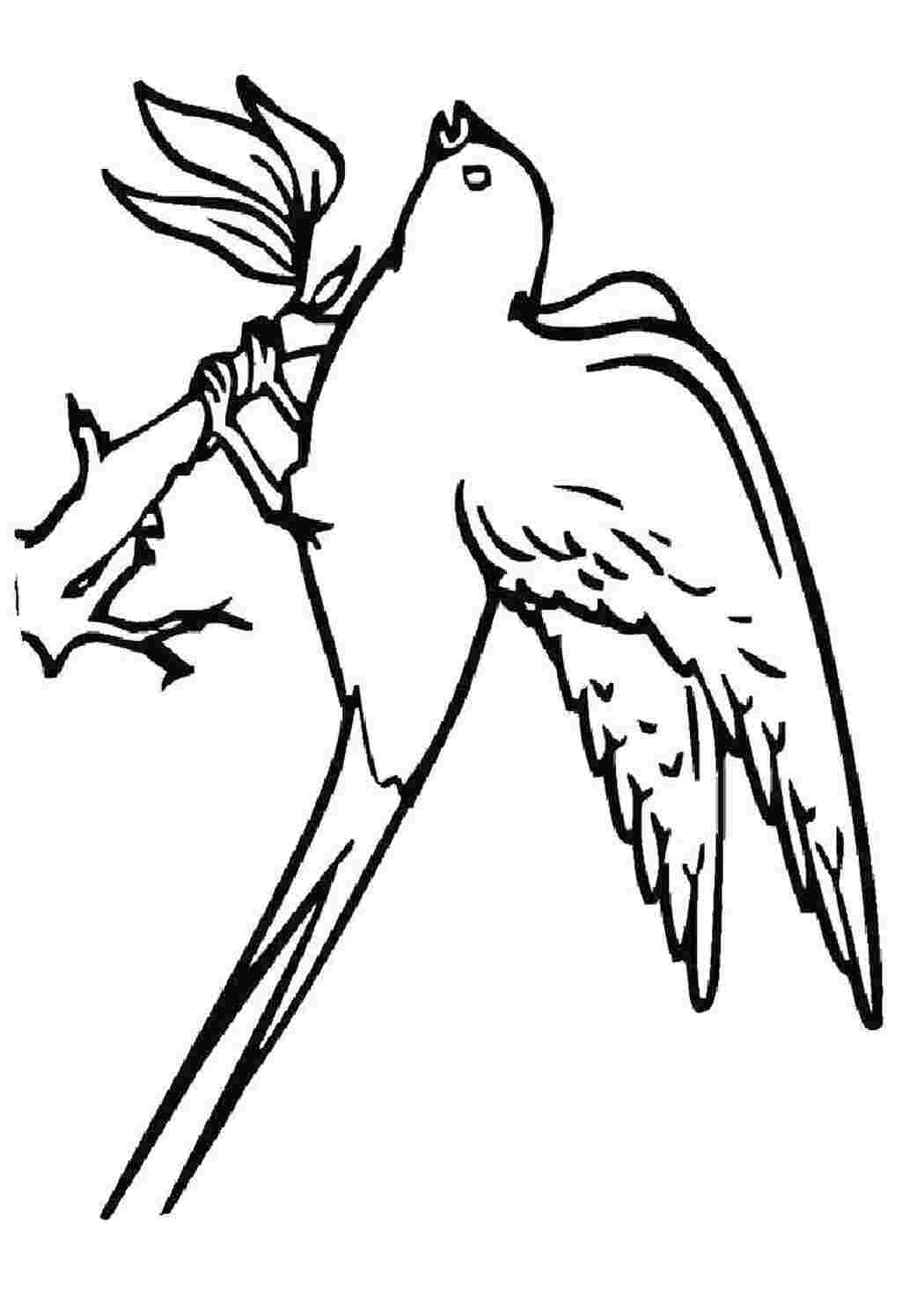 Раскраска Ласточка