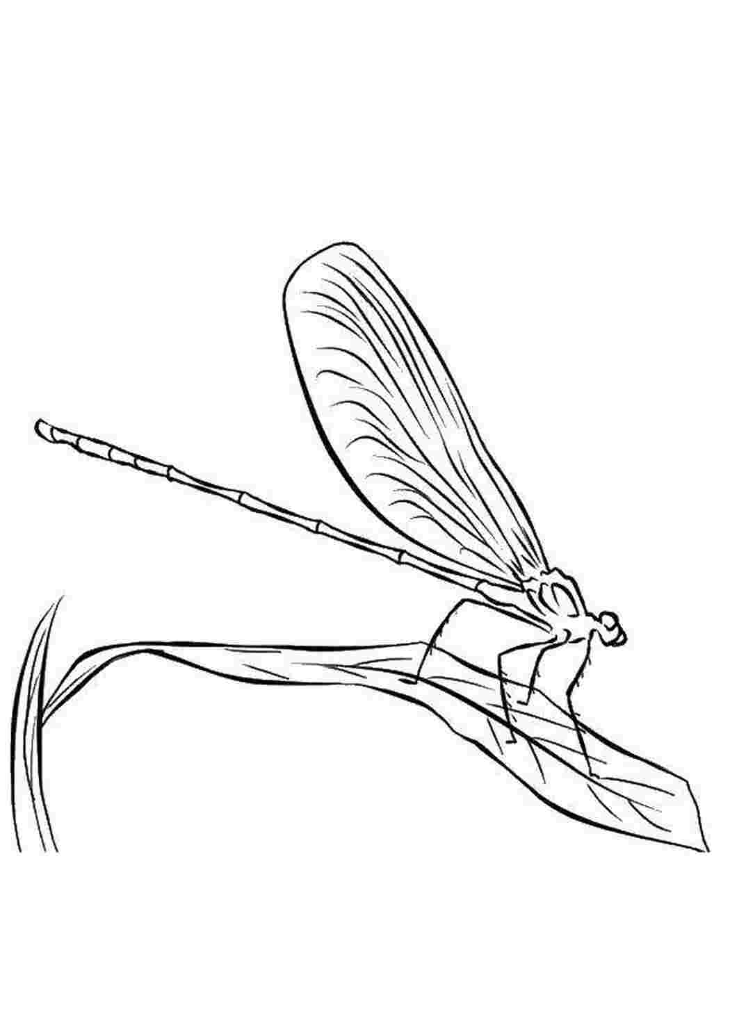Раскраска Стрекоза