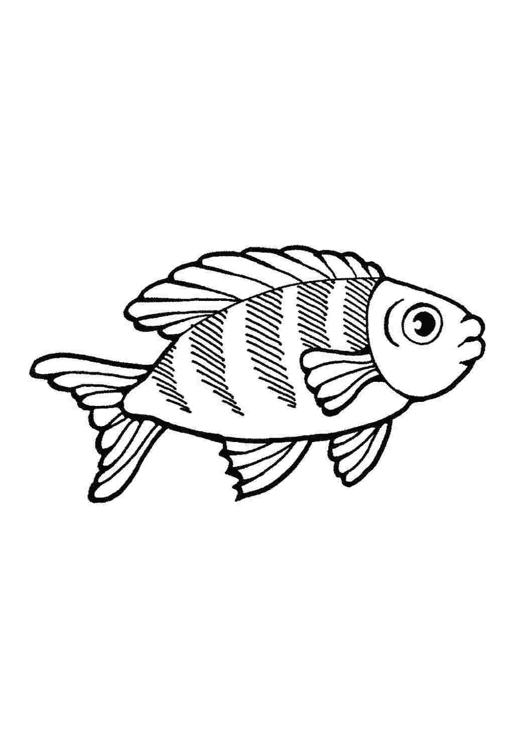 Раскраска Рыба, красноперка