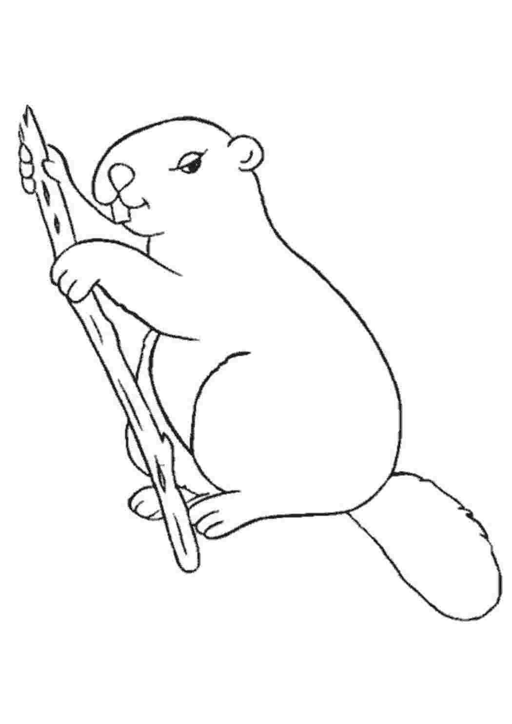 Раскраска Бобер есть палочку