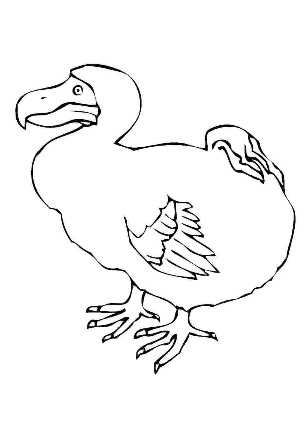 Раскраска Птица