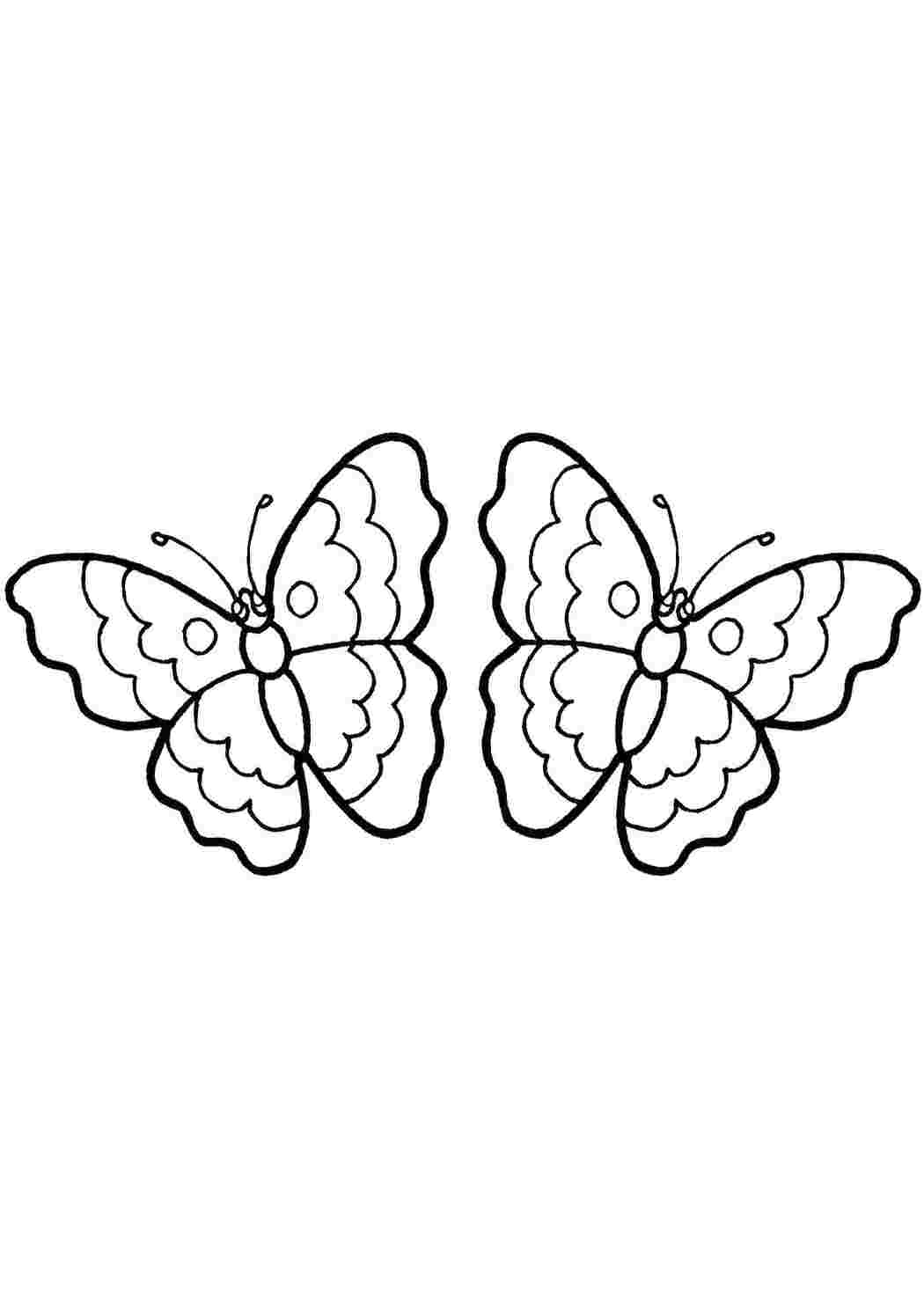 Раскраска Бабочки