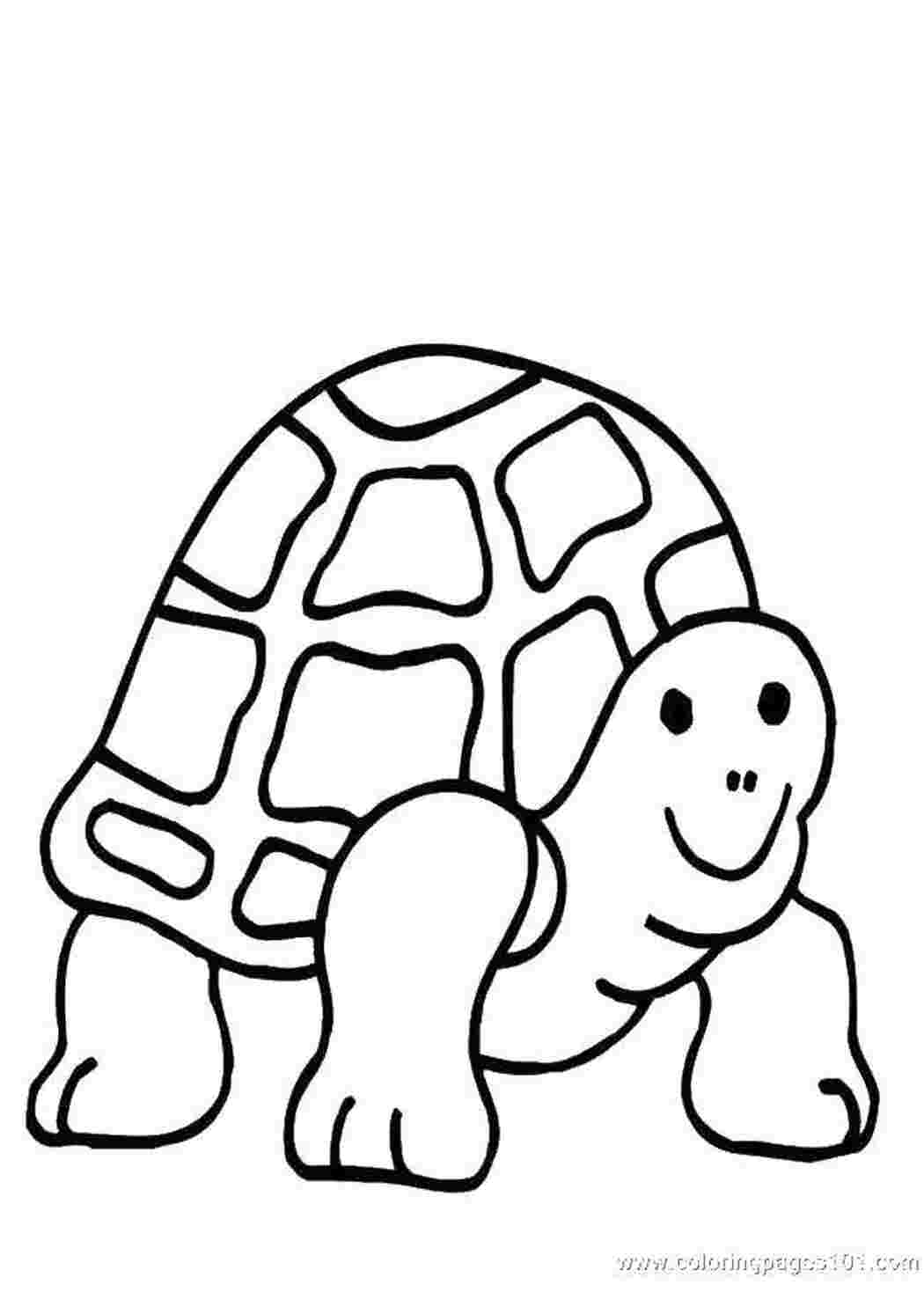 Раскраска Turtle for Kids