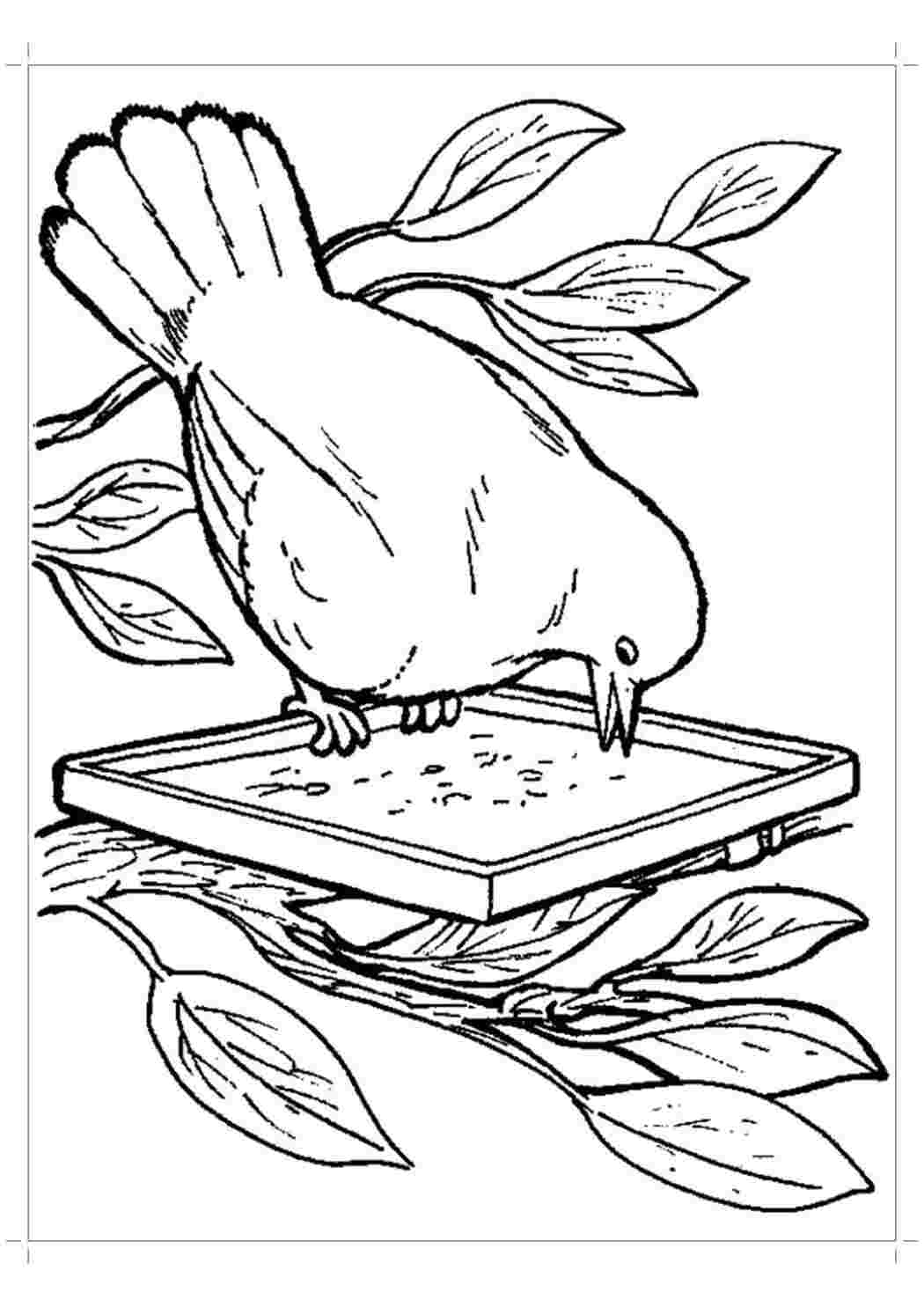 Раскраска Голубь ест из кормушки