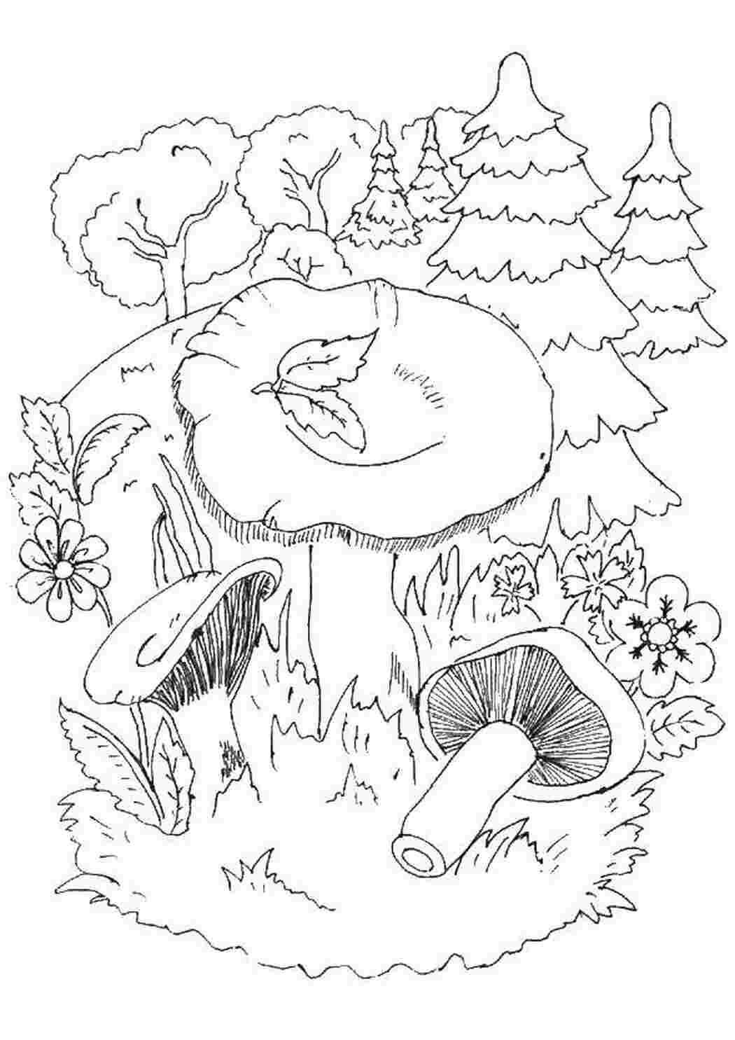 Раскраска Грибы